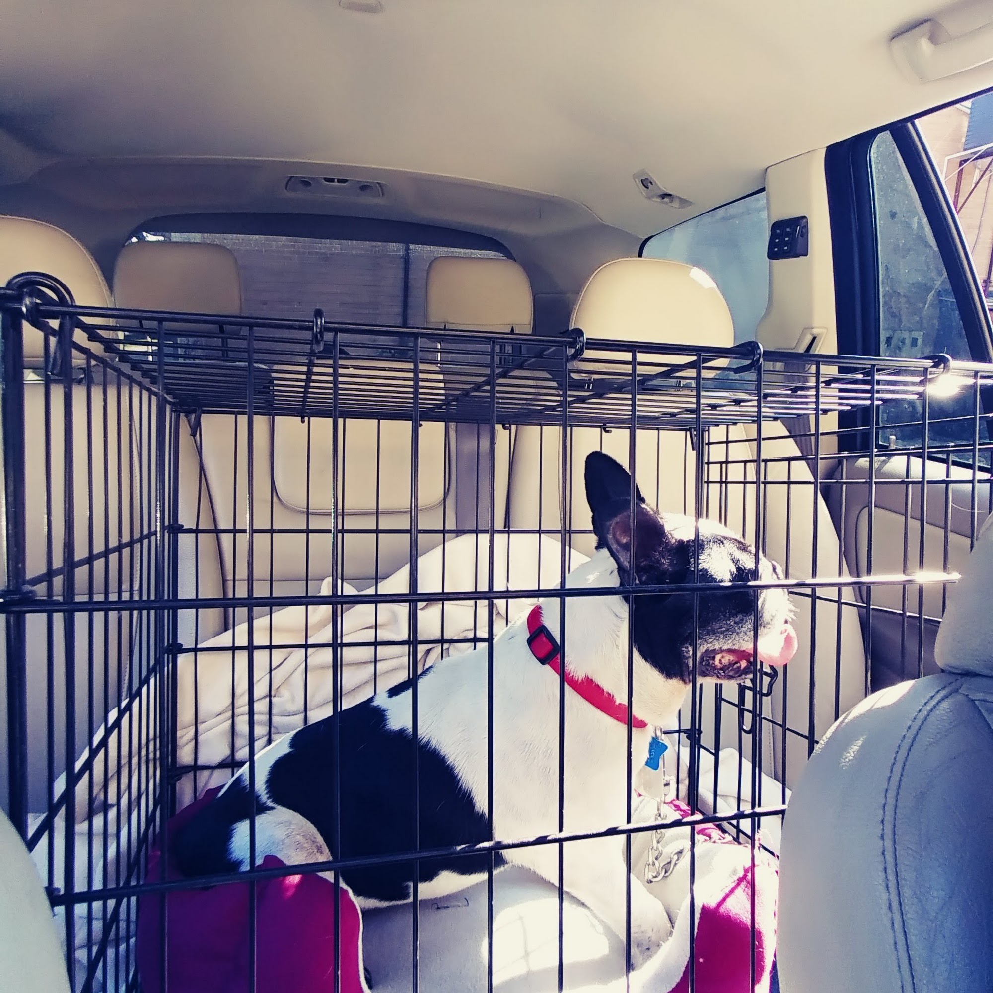 CoTwins Veterinary Care Canton