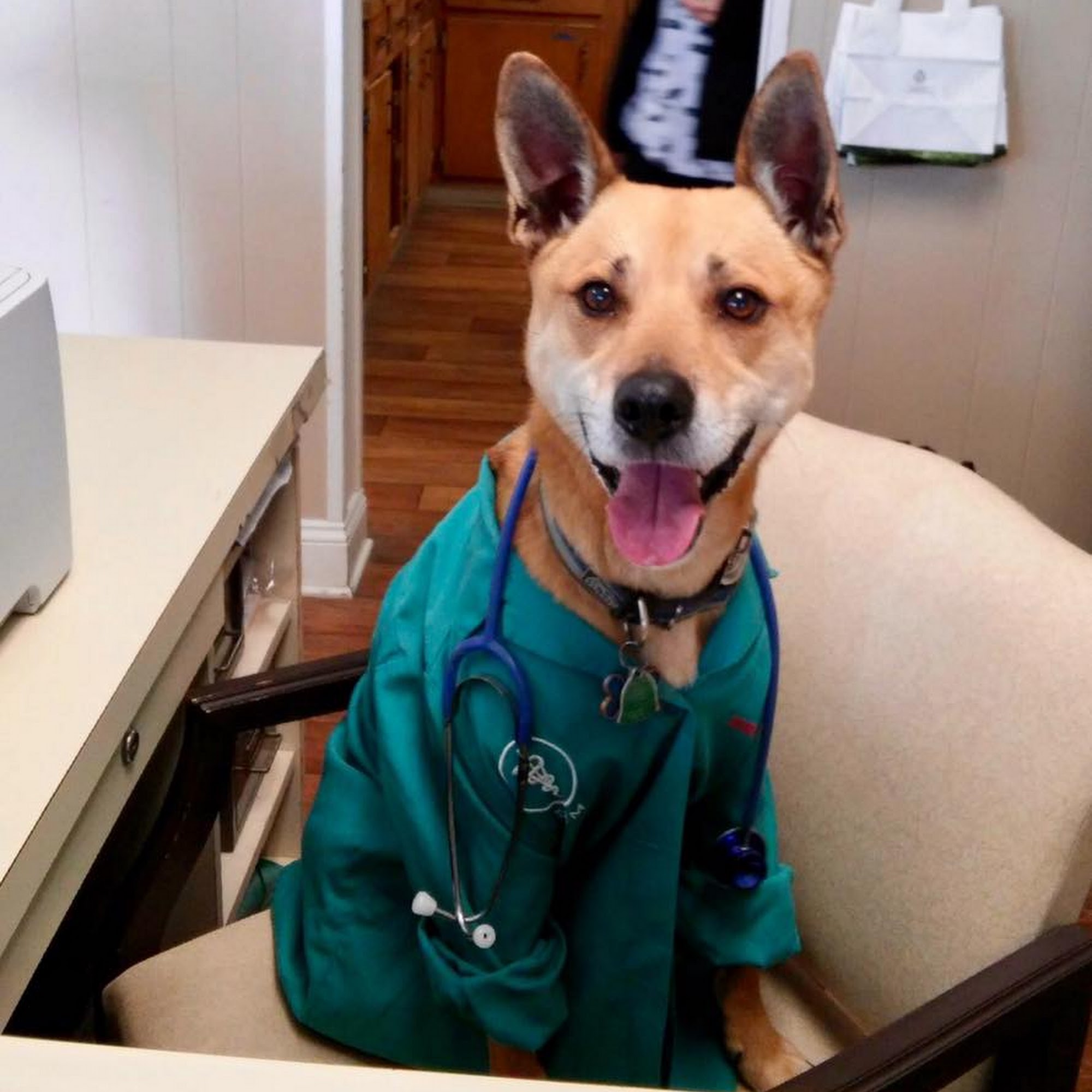 Lake Cable Animal Hospital Canton