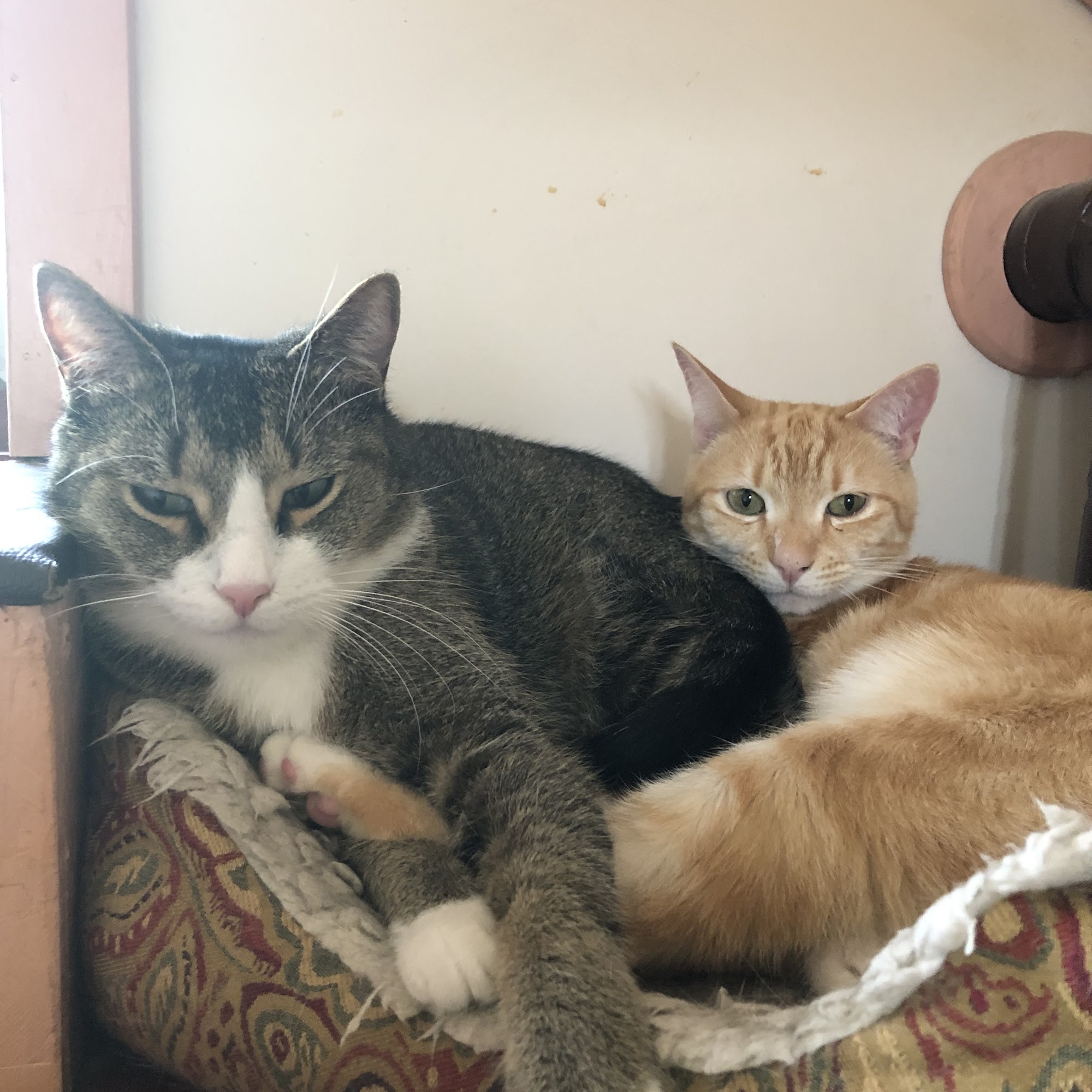 Mellett Animal Hospital Canton