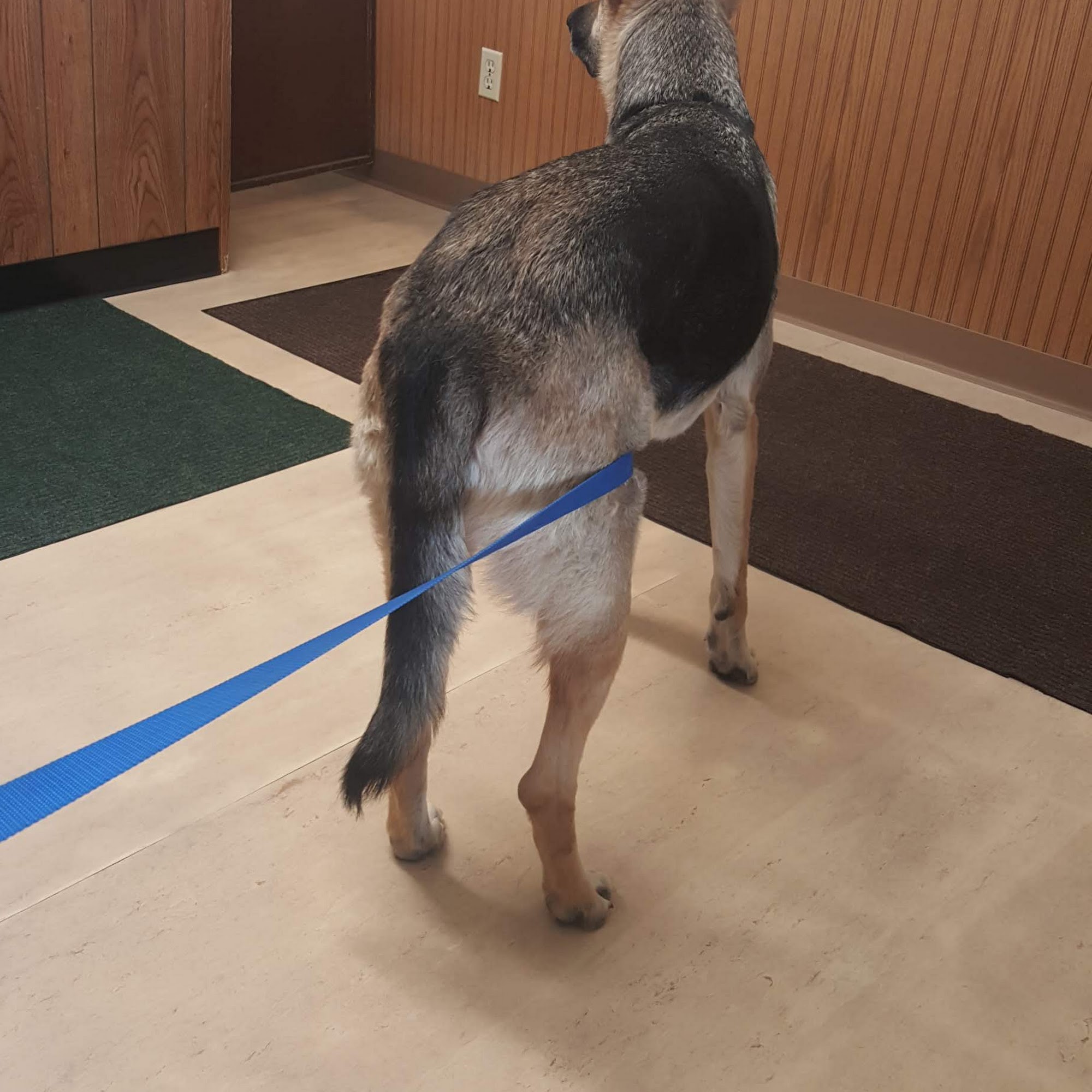 Hill-Crest Veterinary Hospital Canton