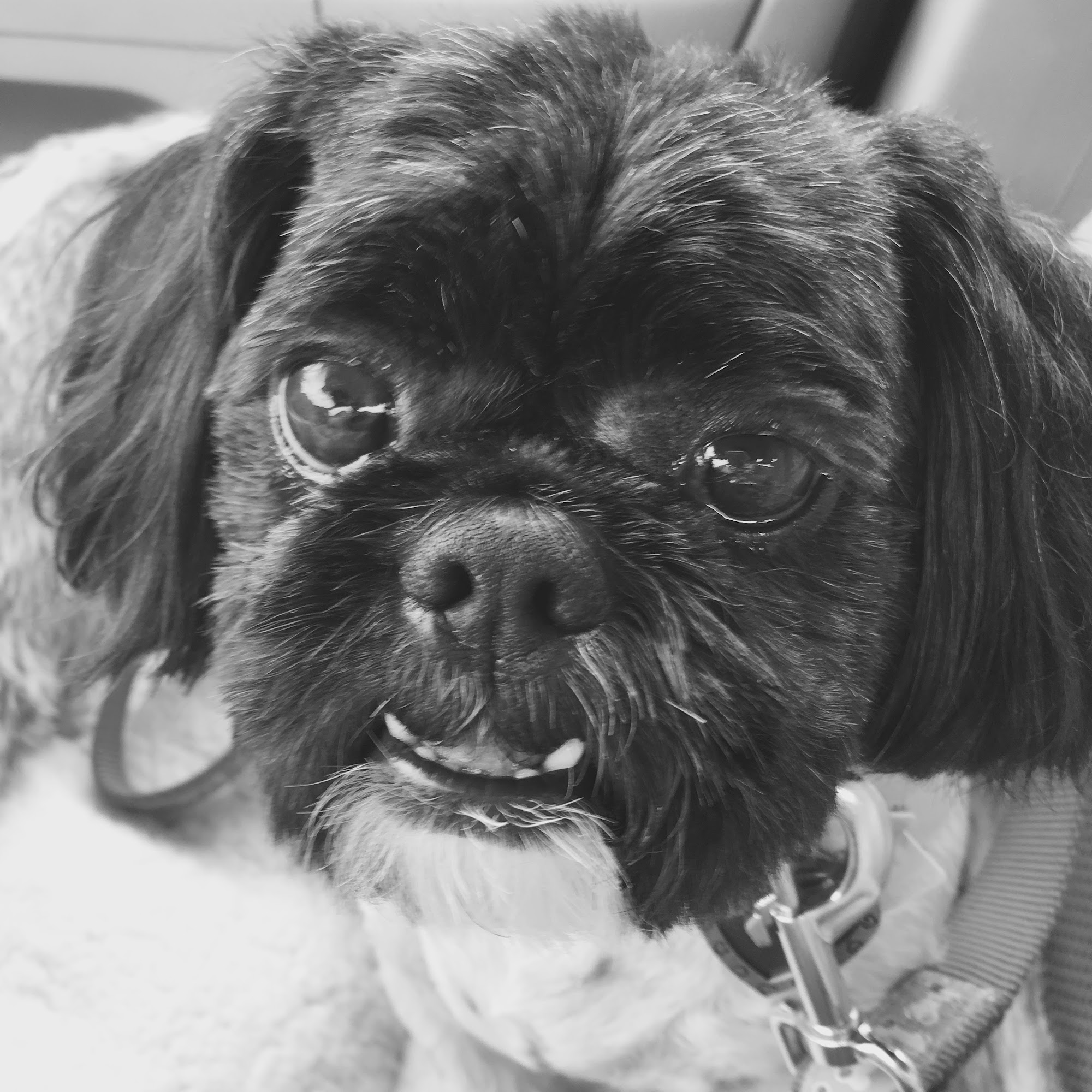 Happy Tails Professional Dog Grooming Canton