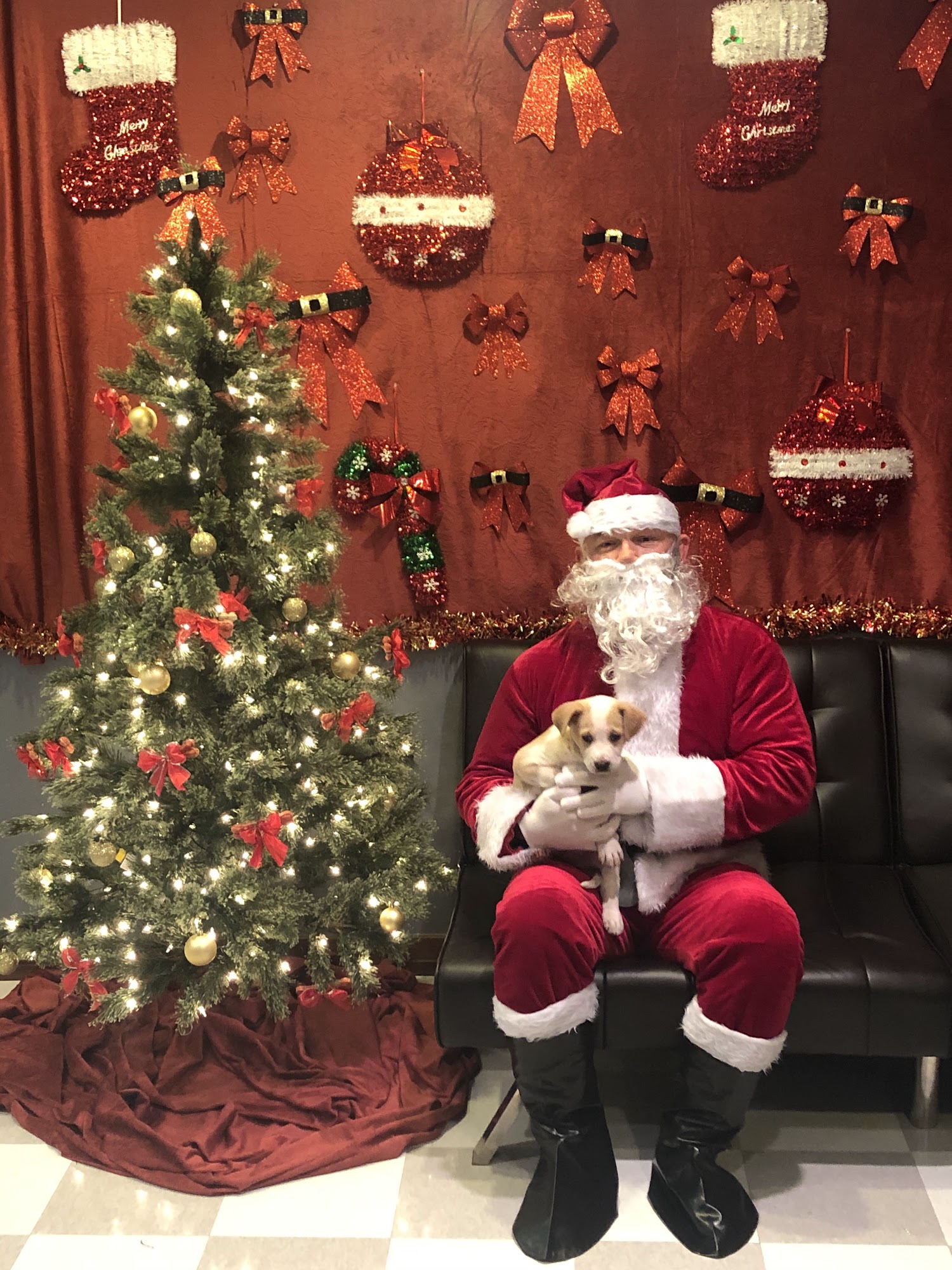 Sassy's Professional Pet Grooming Canton