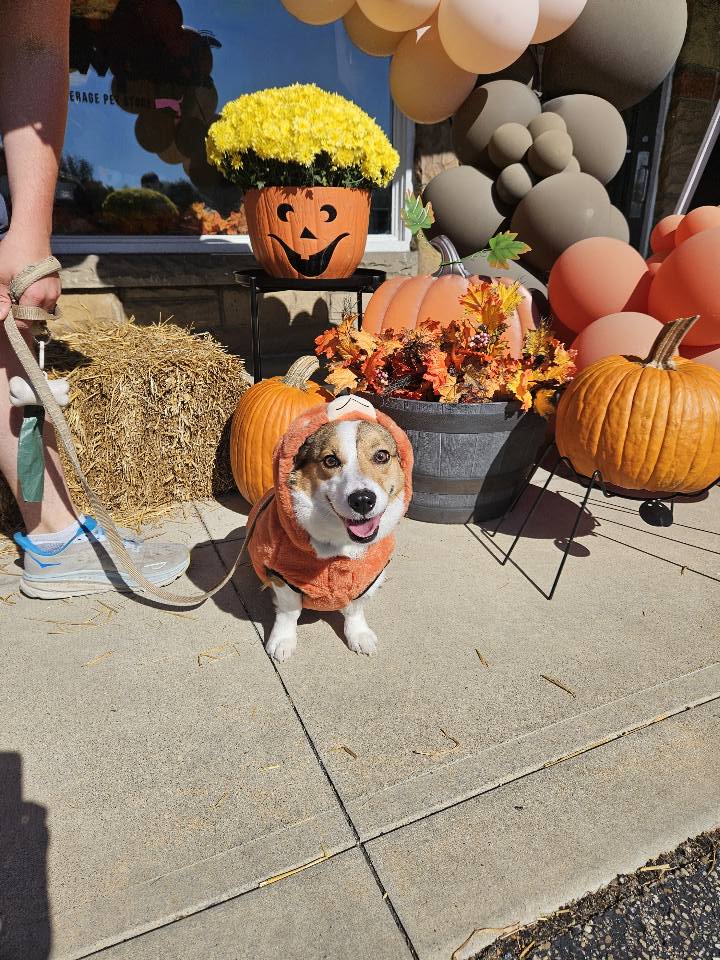 The Paw Pad Company Canton