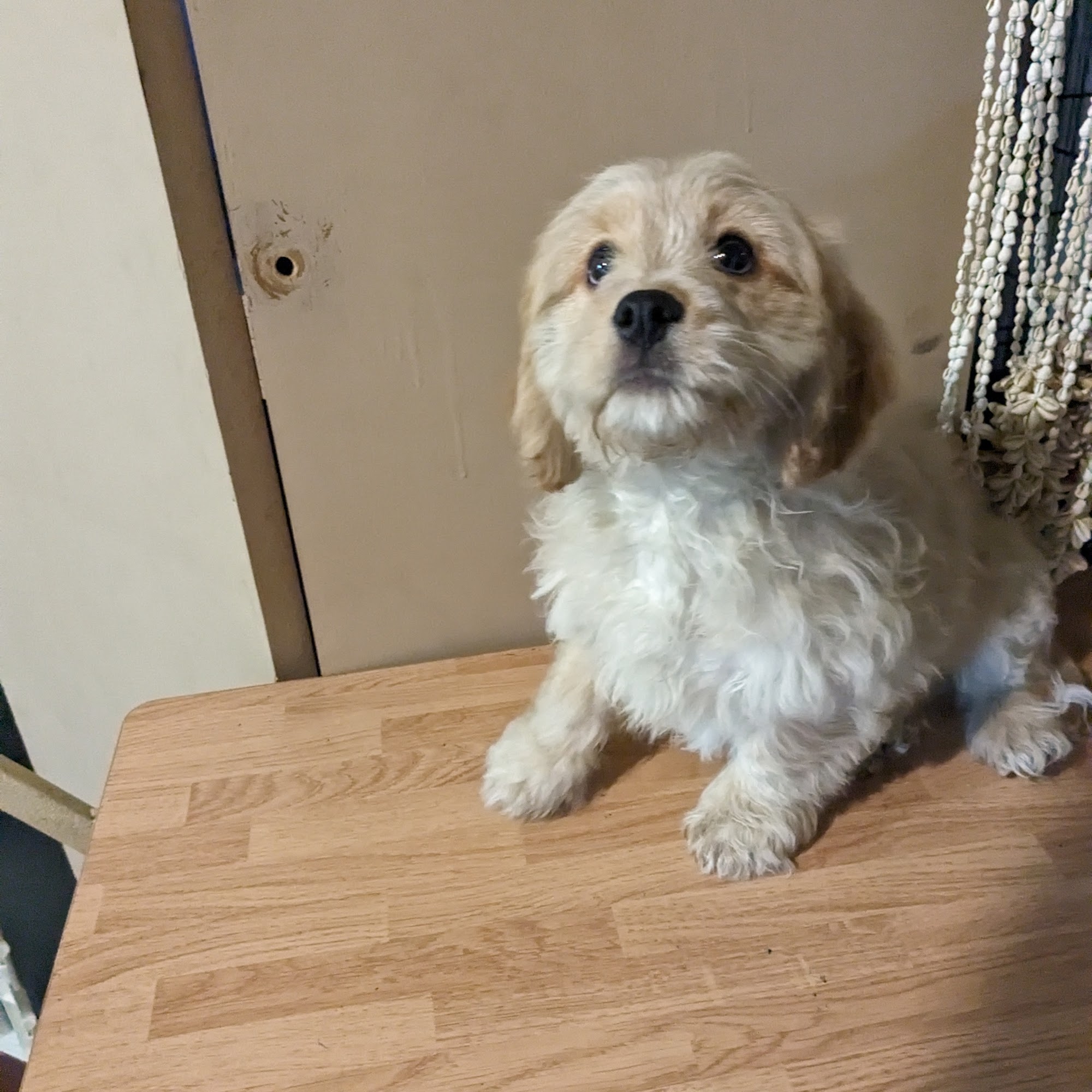 Puppy Finders Canton