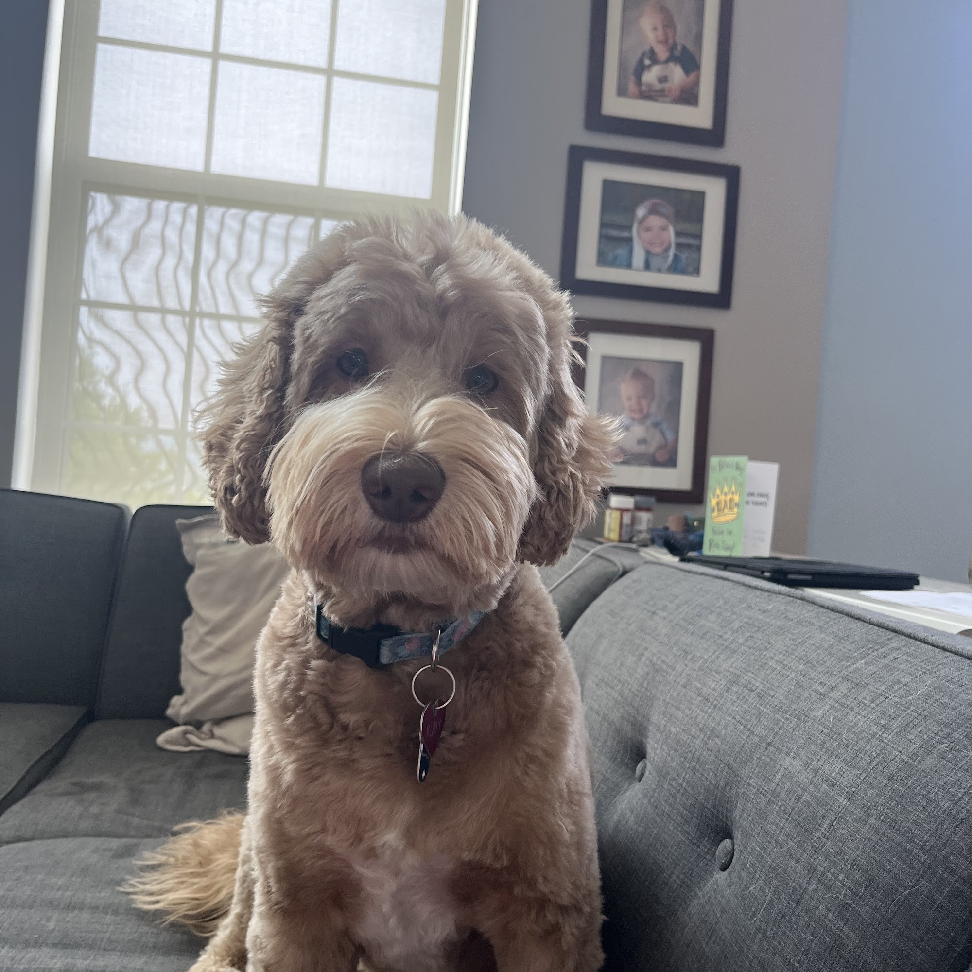 North East Dog Grooming Canton