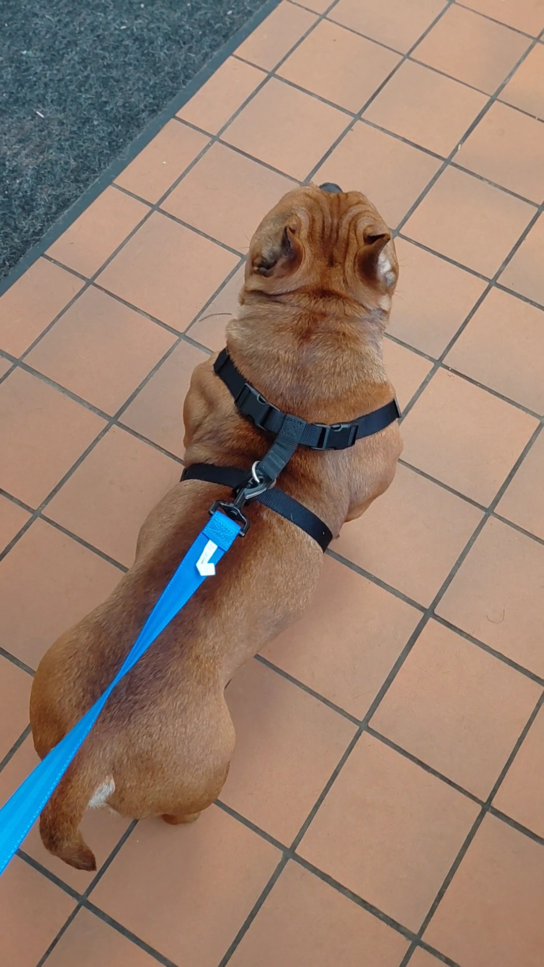 Stark County Sheriff's Office - Dog Warden Division Canton