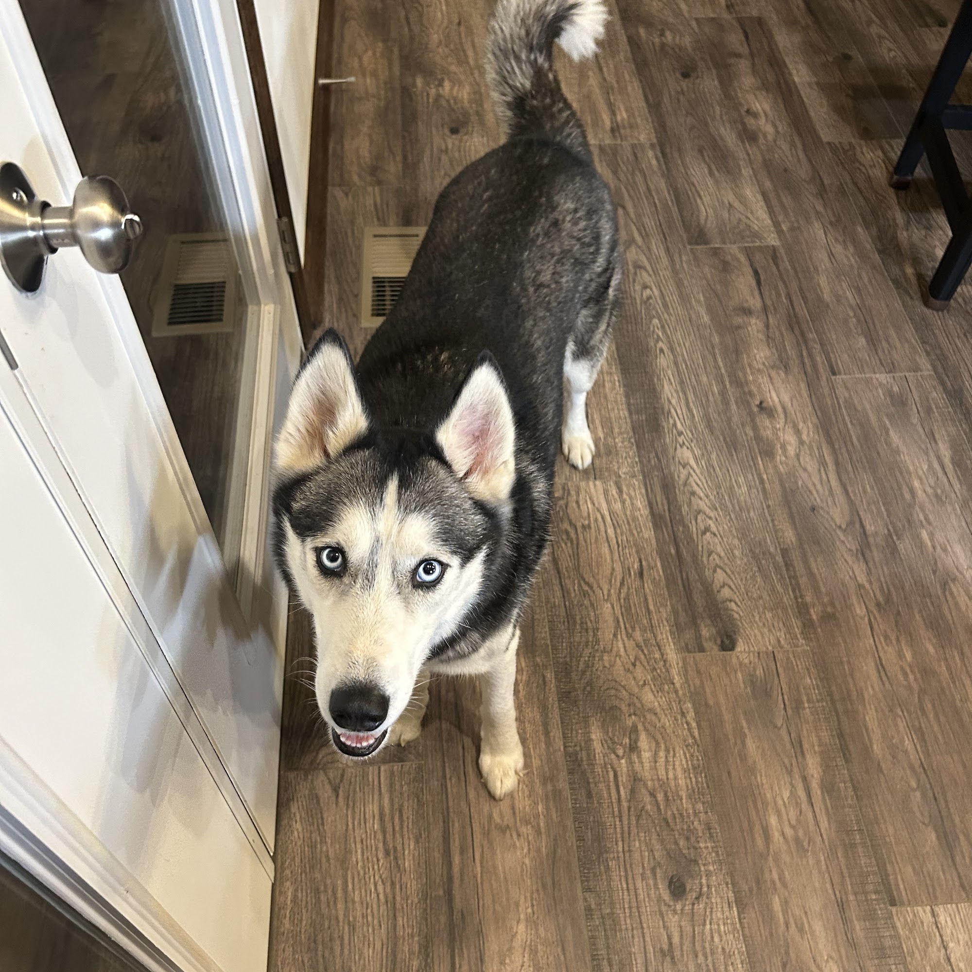 Creature Comforts Veterinary Center Carroll