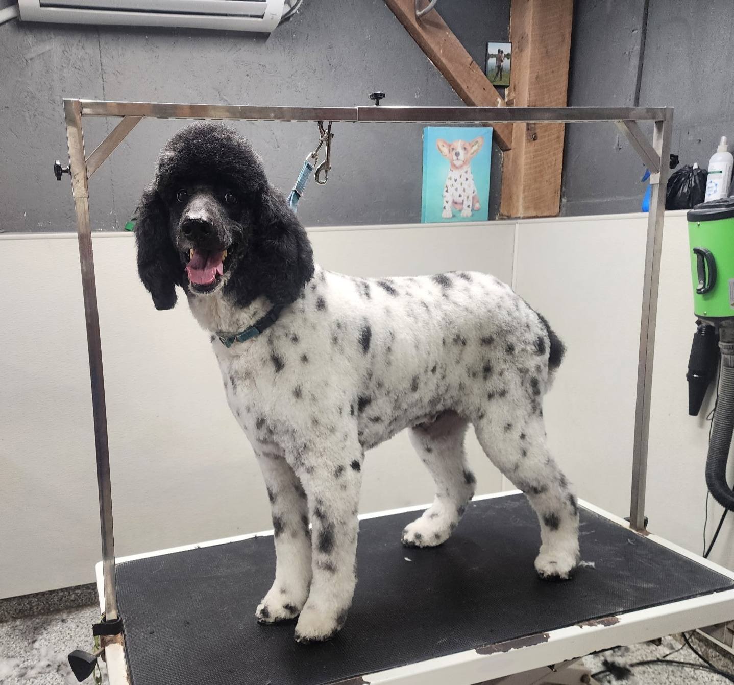 Golden Rust Farms Pet resort Carroll