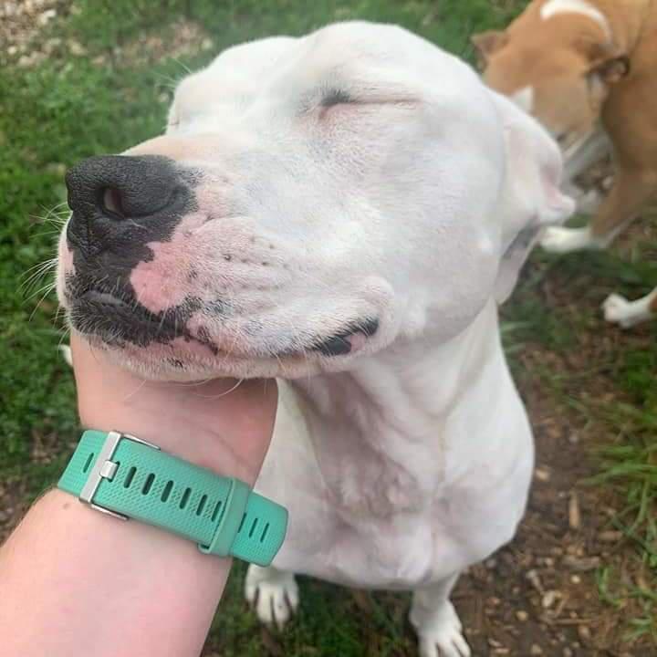 Golden Rust Farms Pet resort Carroll