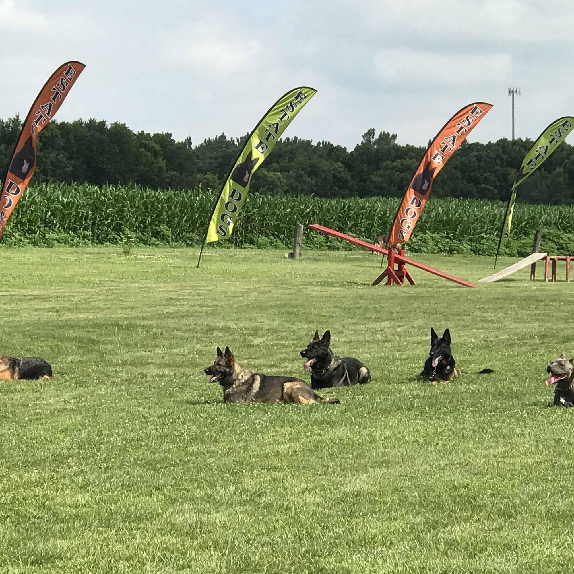 Estate Dogs LLC Carroll