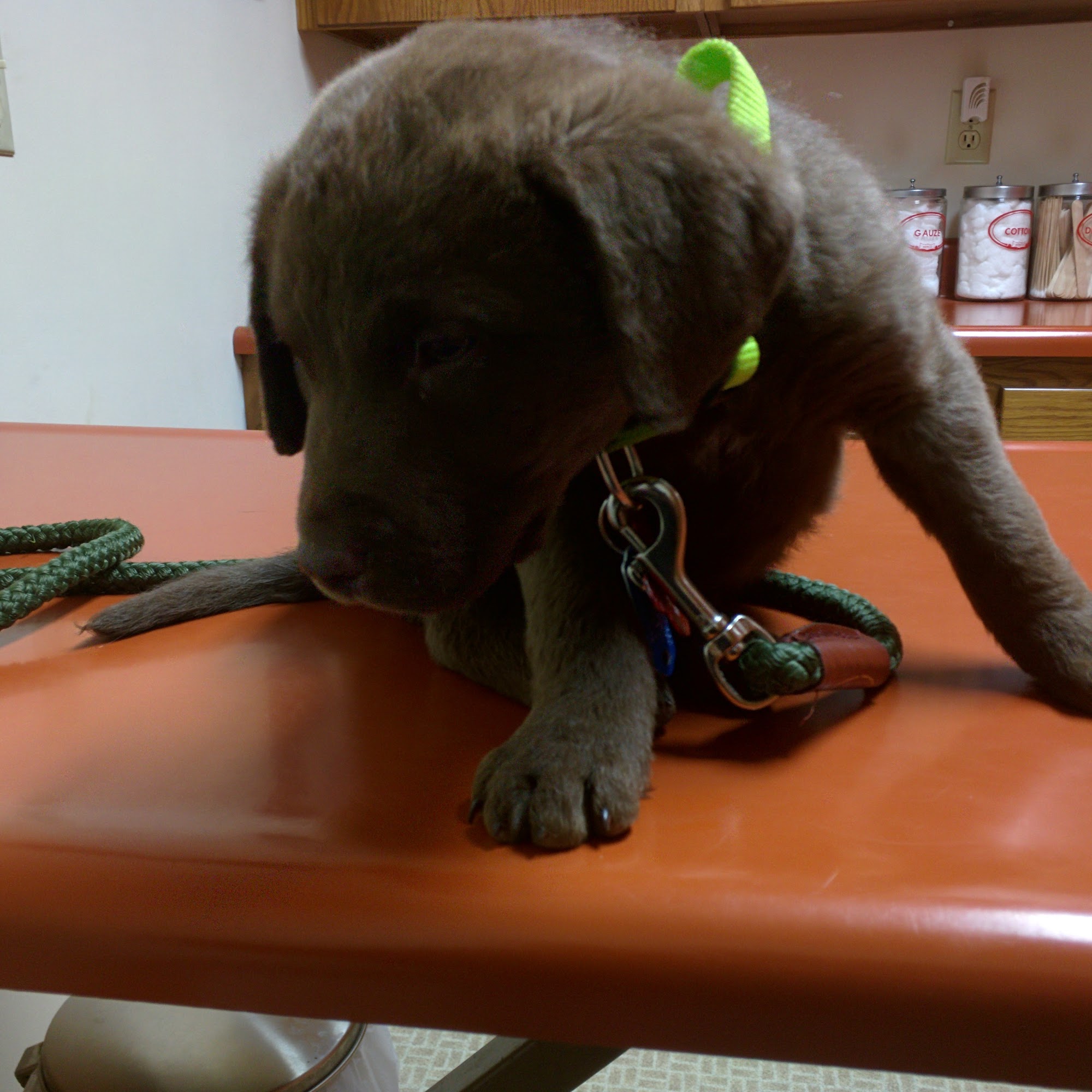 Celina Animal Hospital Celina