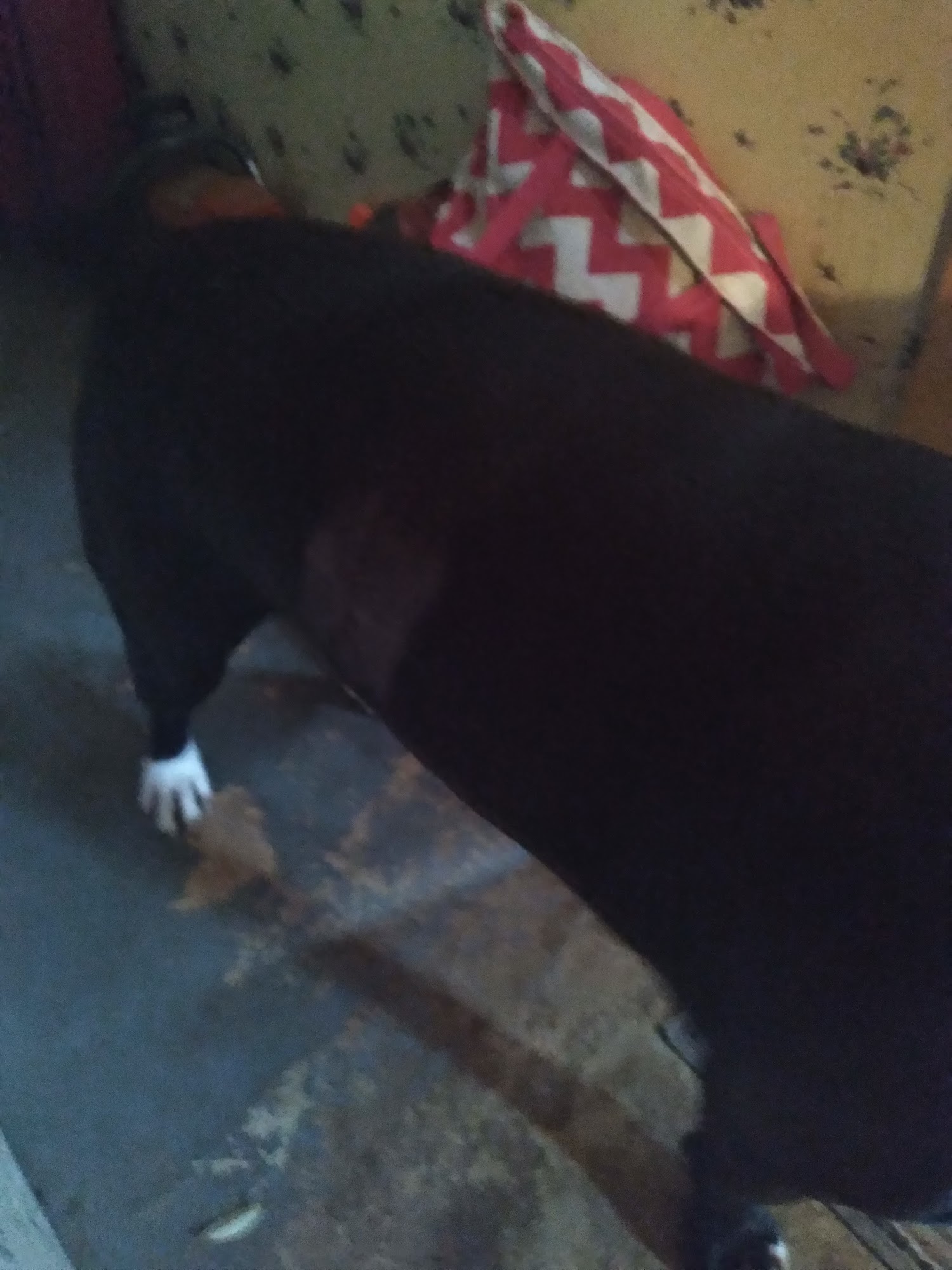 Four Seasons Veterinary Clinic Centerville