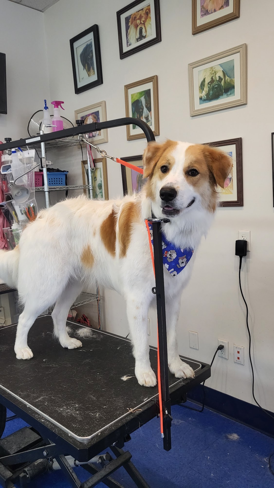 Wash Your Dog Centerville