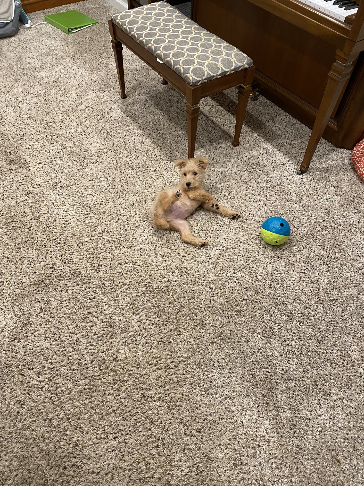 Covenant Animal Clinic - Centerville Centerville