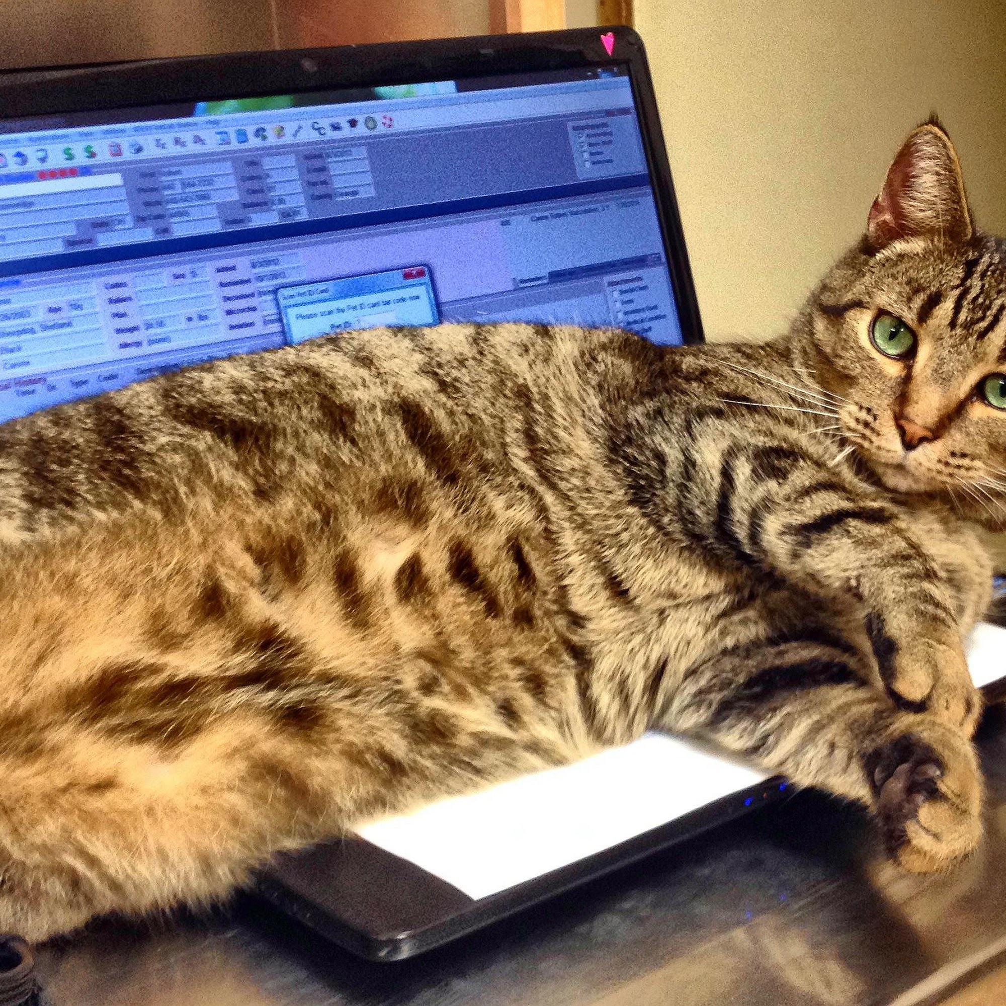 Auburn Animal Care Chagrin Falls