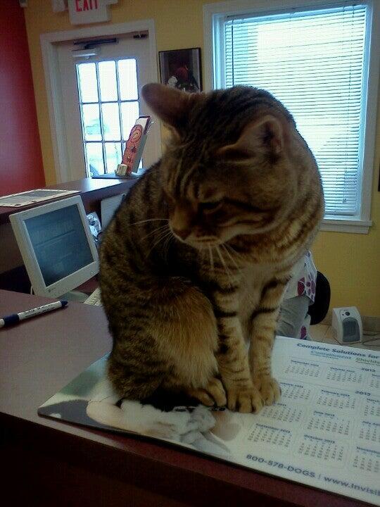 TLC Pet Hospital Chagrin Falls