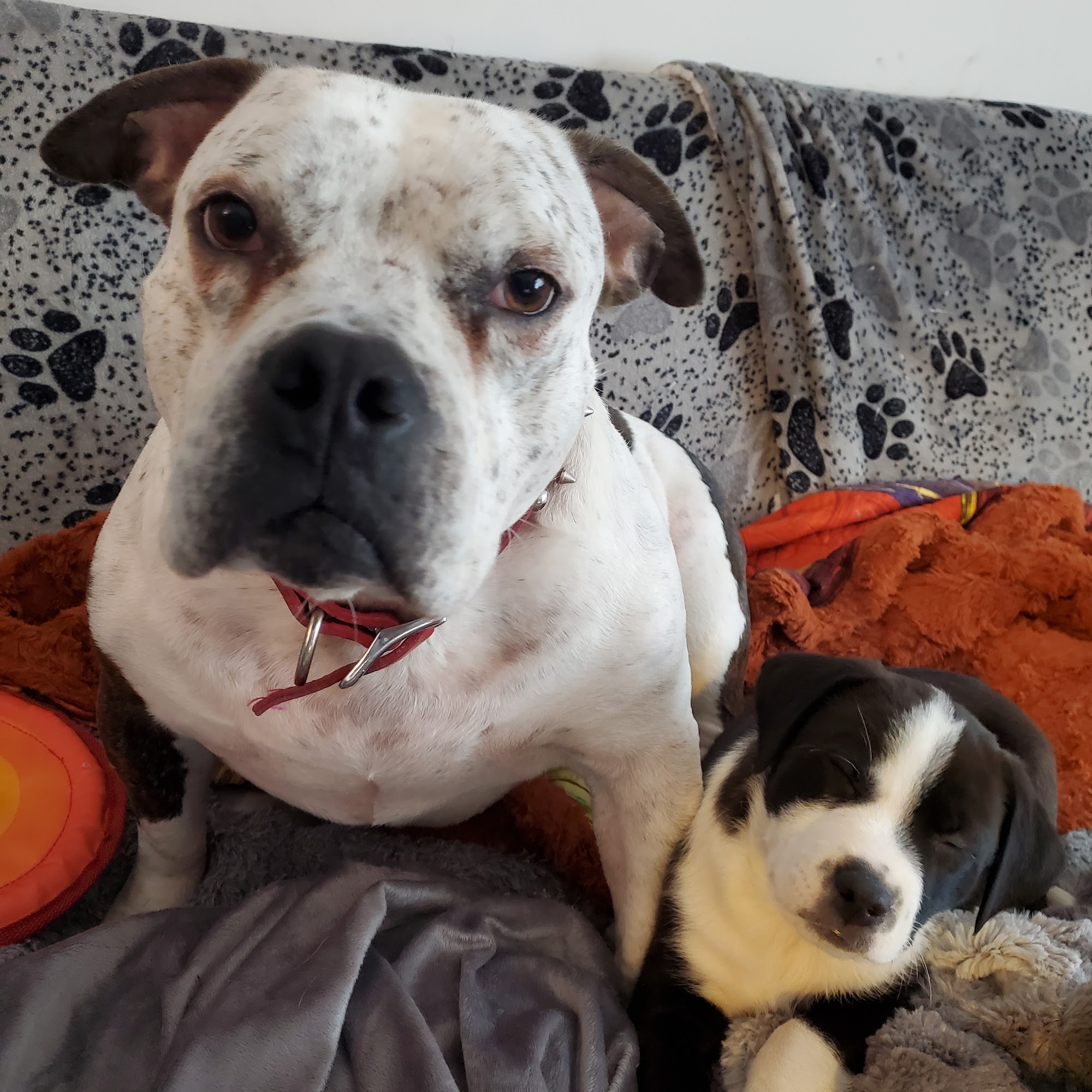 TLC Pet Hospital Chagrin Falls