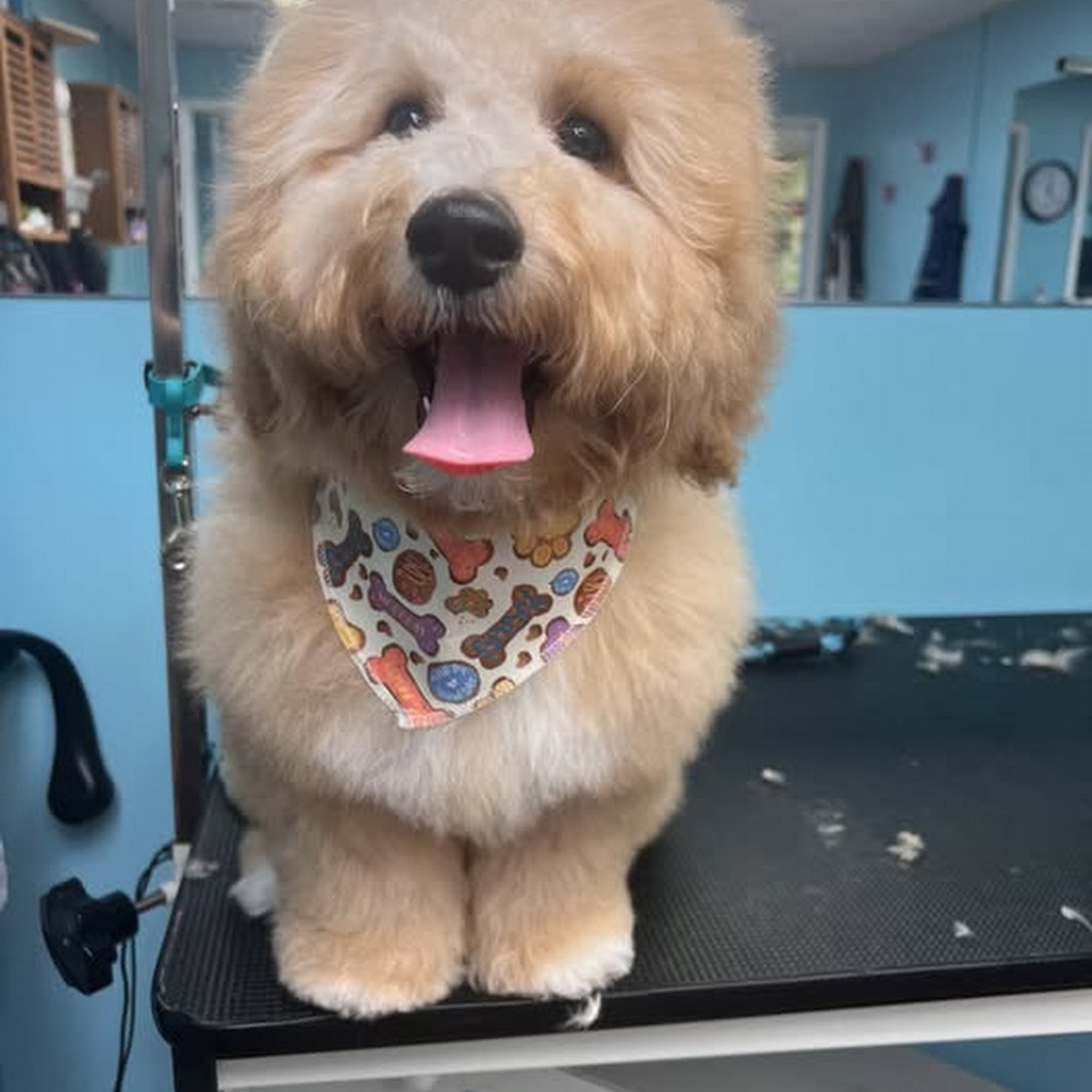 Peace Love & Pets Chagrin Falls