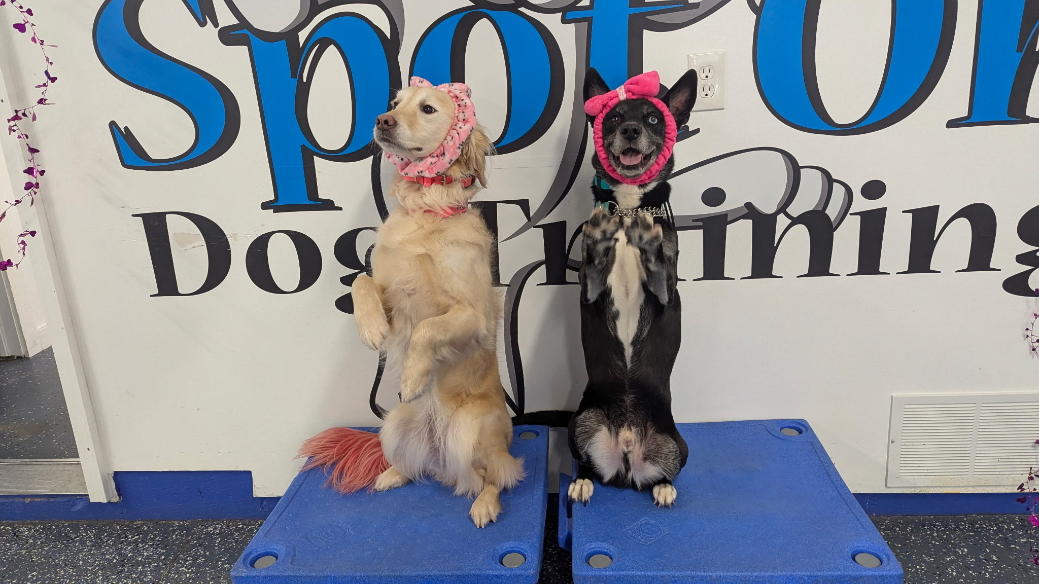 Spot On! Dog Training Chagrin Falls