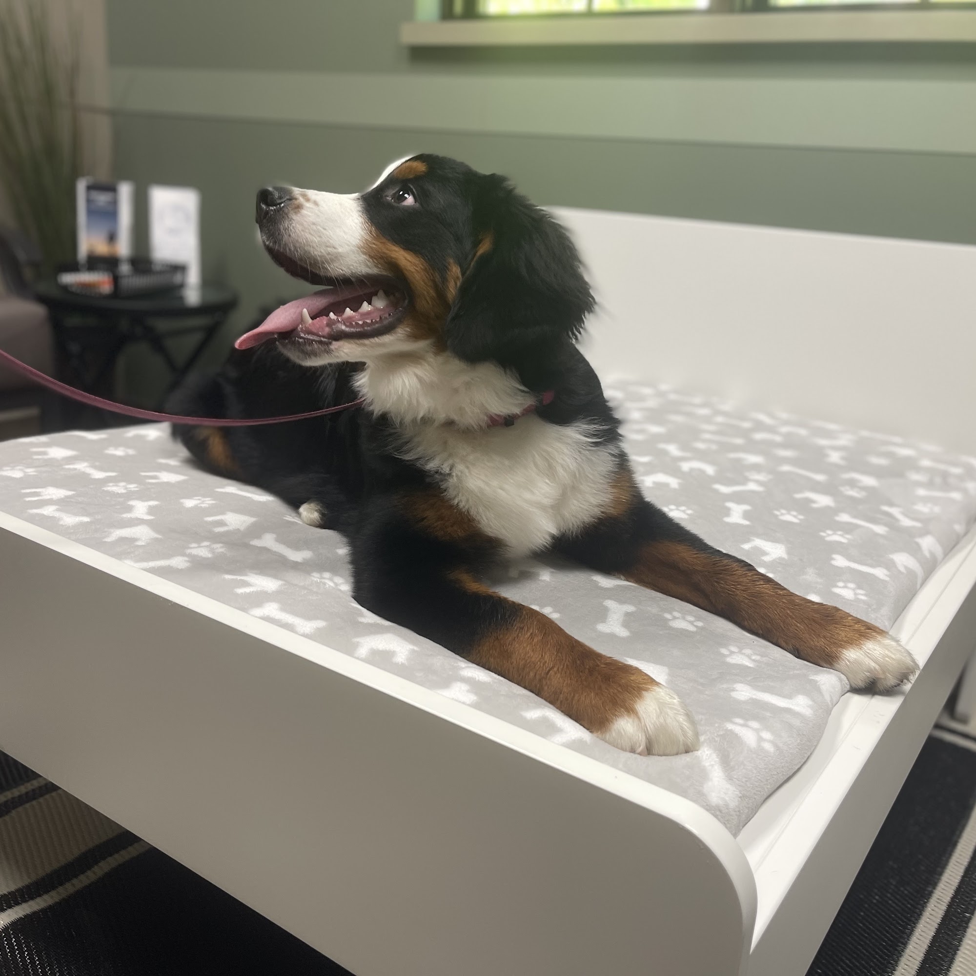 Animal Clinic of Chardon Chardon