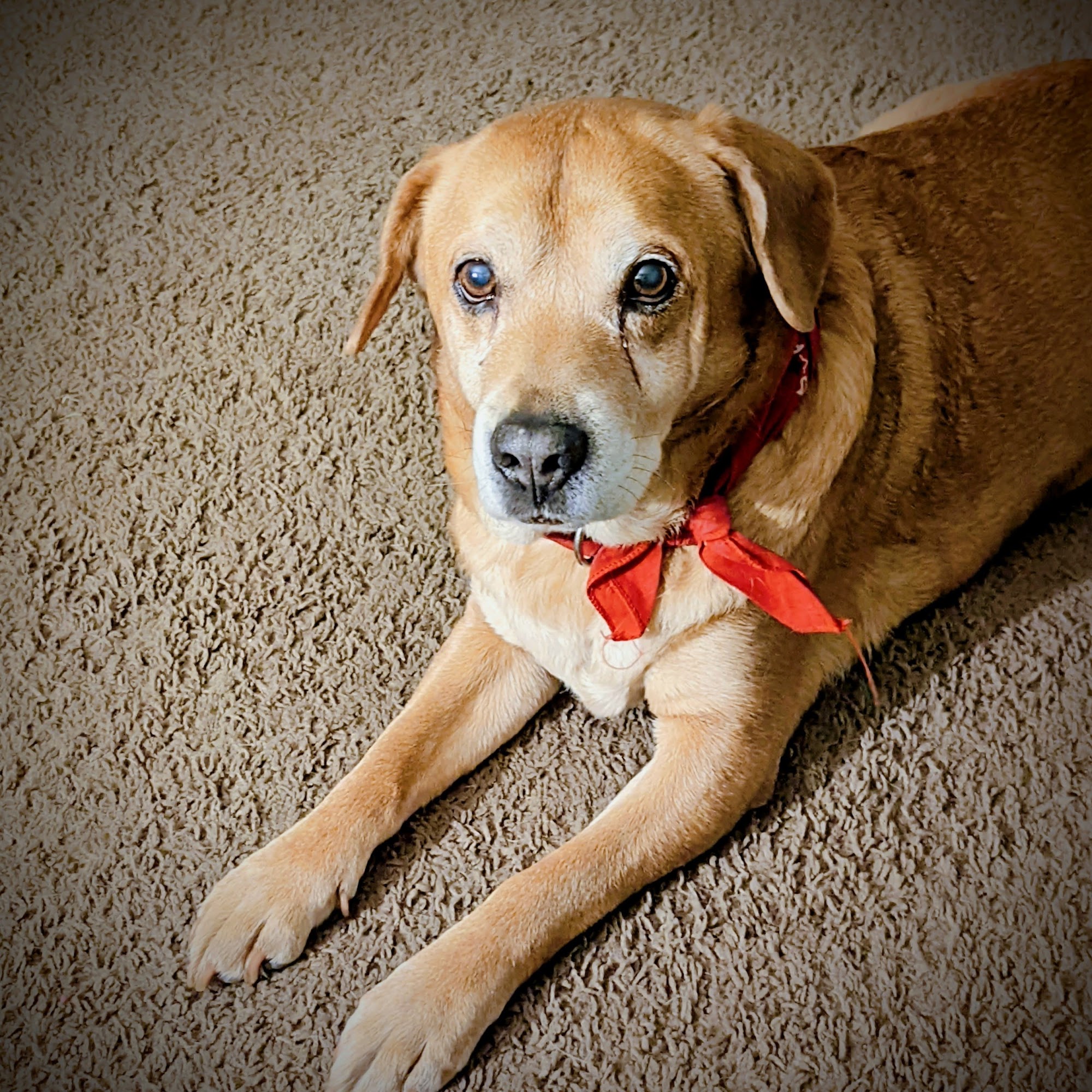 Chesapeake Veterinary Clinic Chesapeake