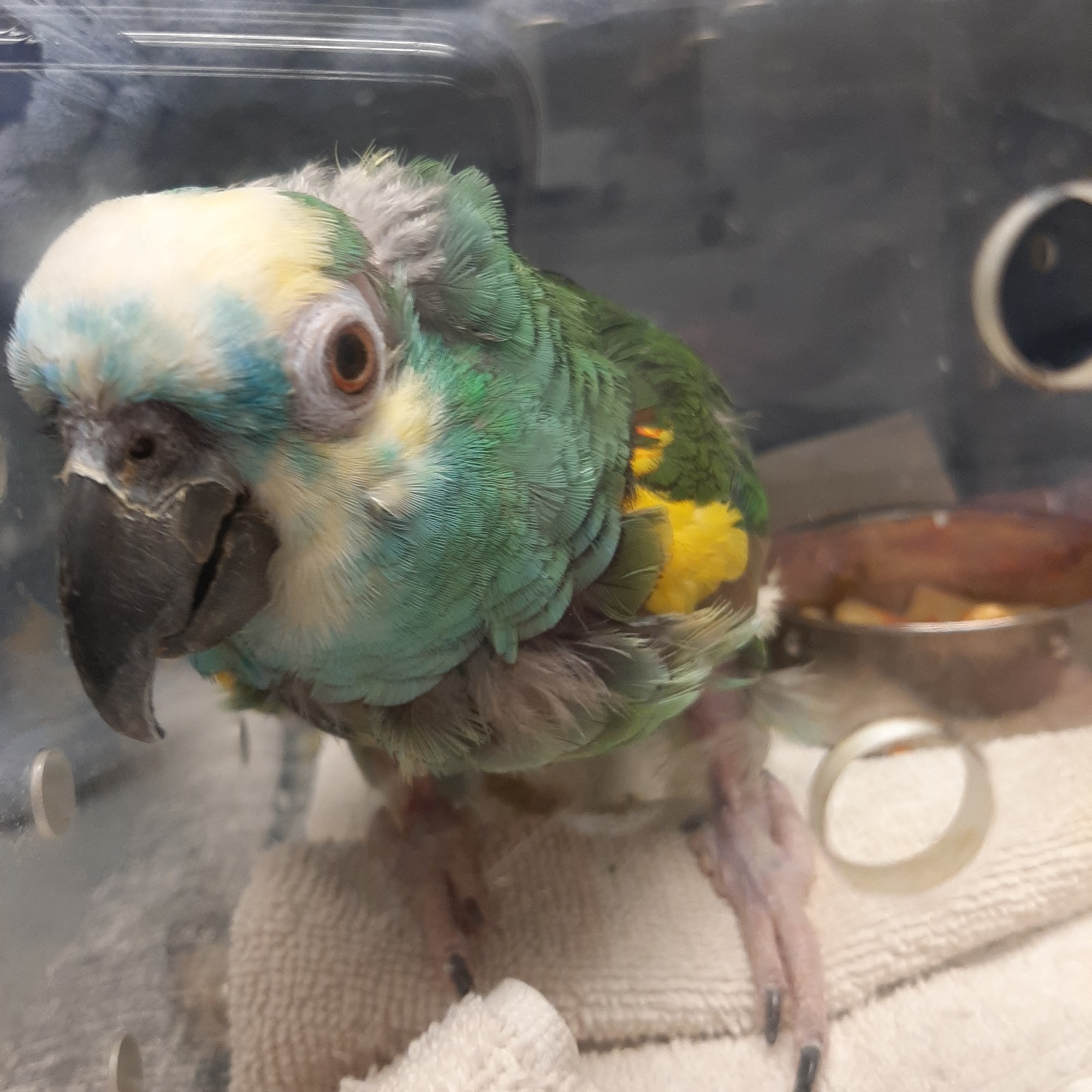 West Geauga Veterinary Hospital Chesterland