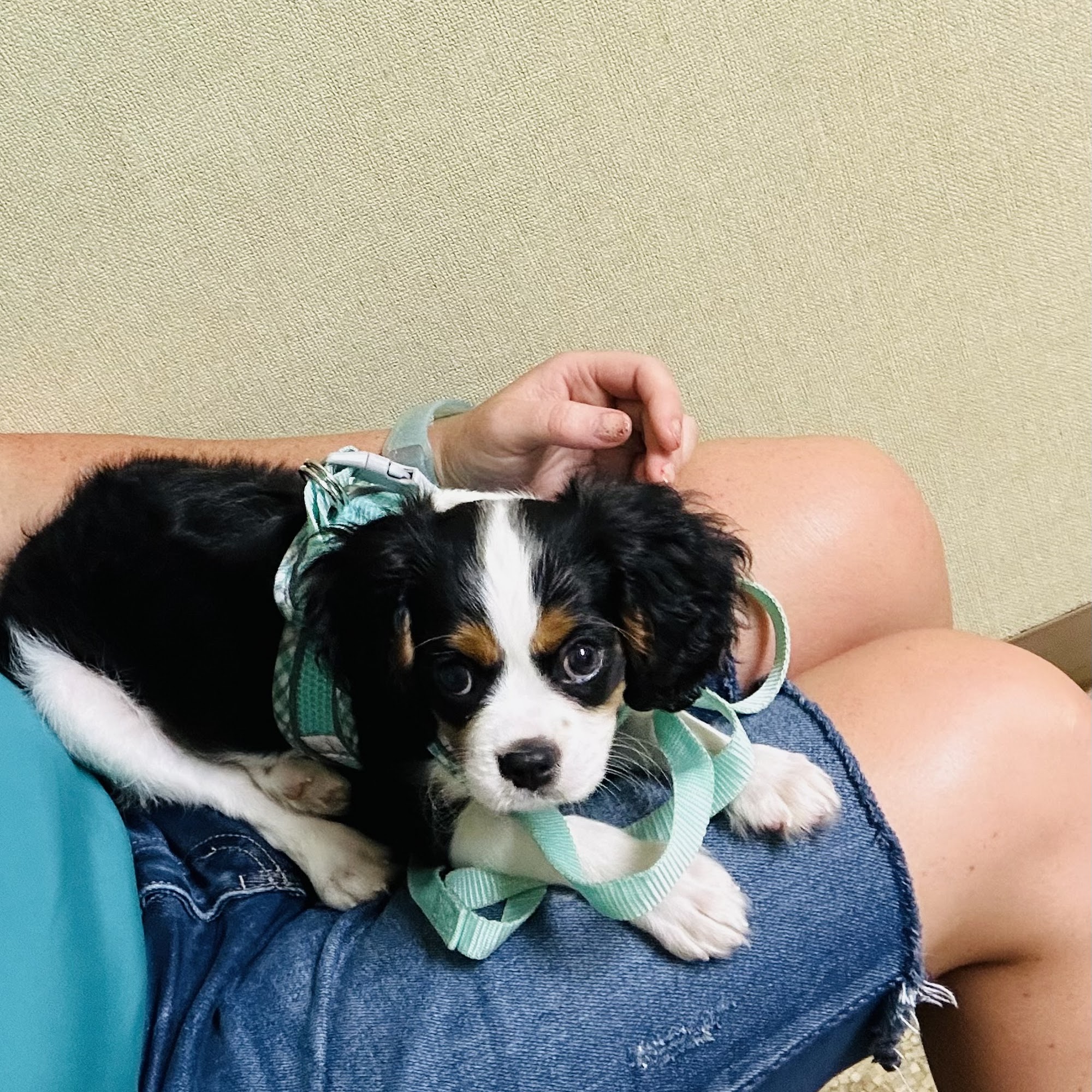 Chillicothe Animal Clinic Chillicothe