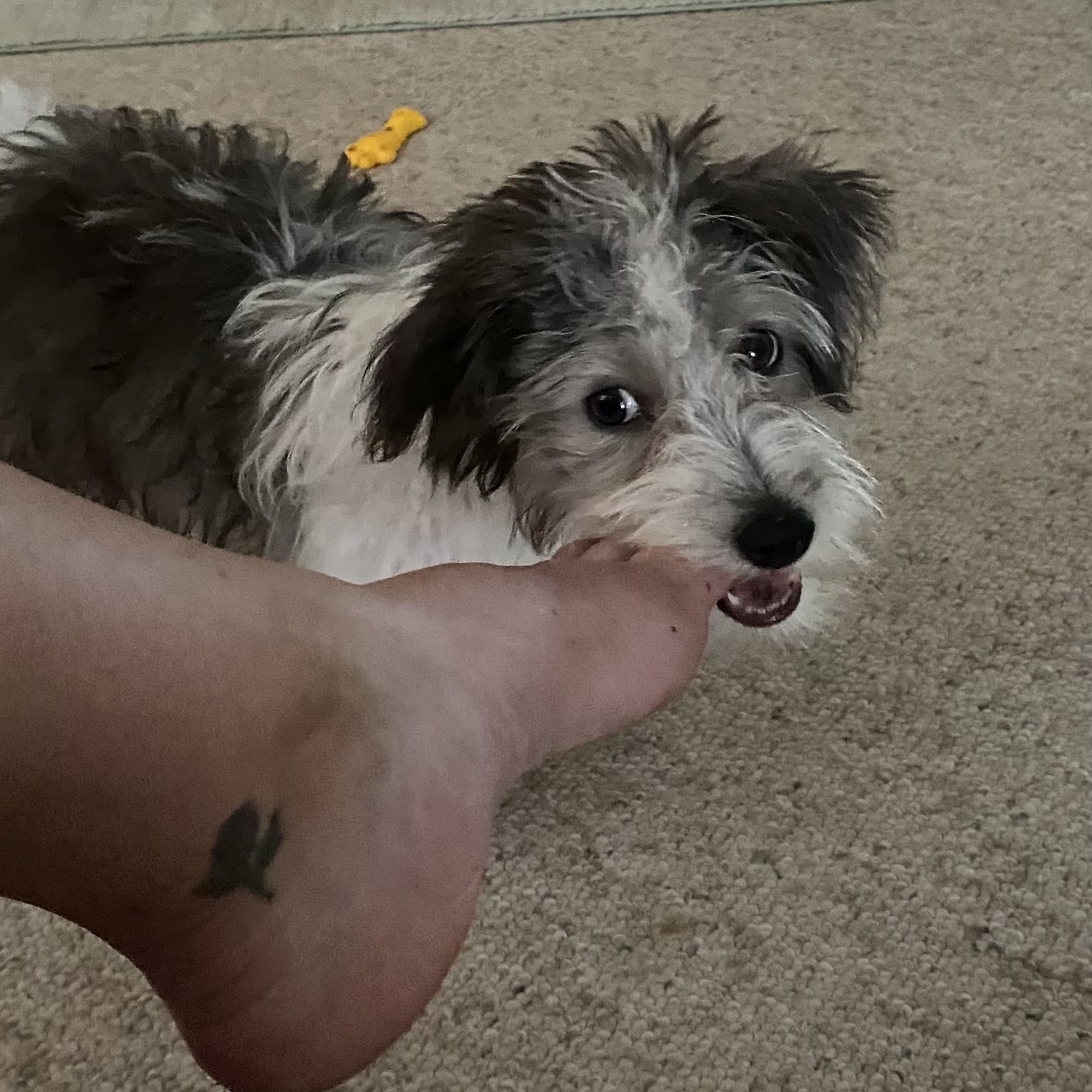 Tharp Animal Health Care Center Chillicothe