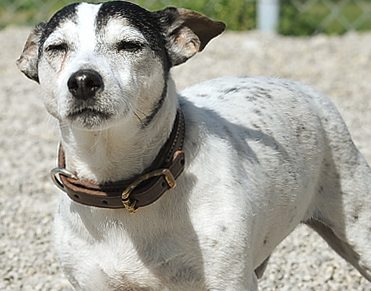North Fork Animal Clinic Chillicothe