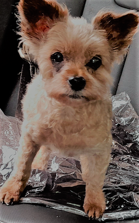 Pleasant Valley Boarding-Groom Chillicothe