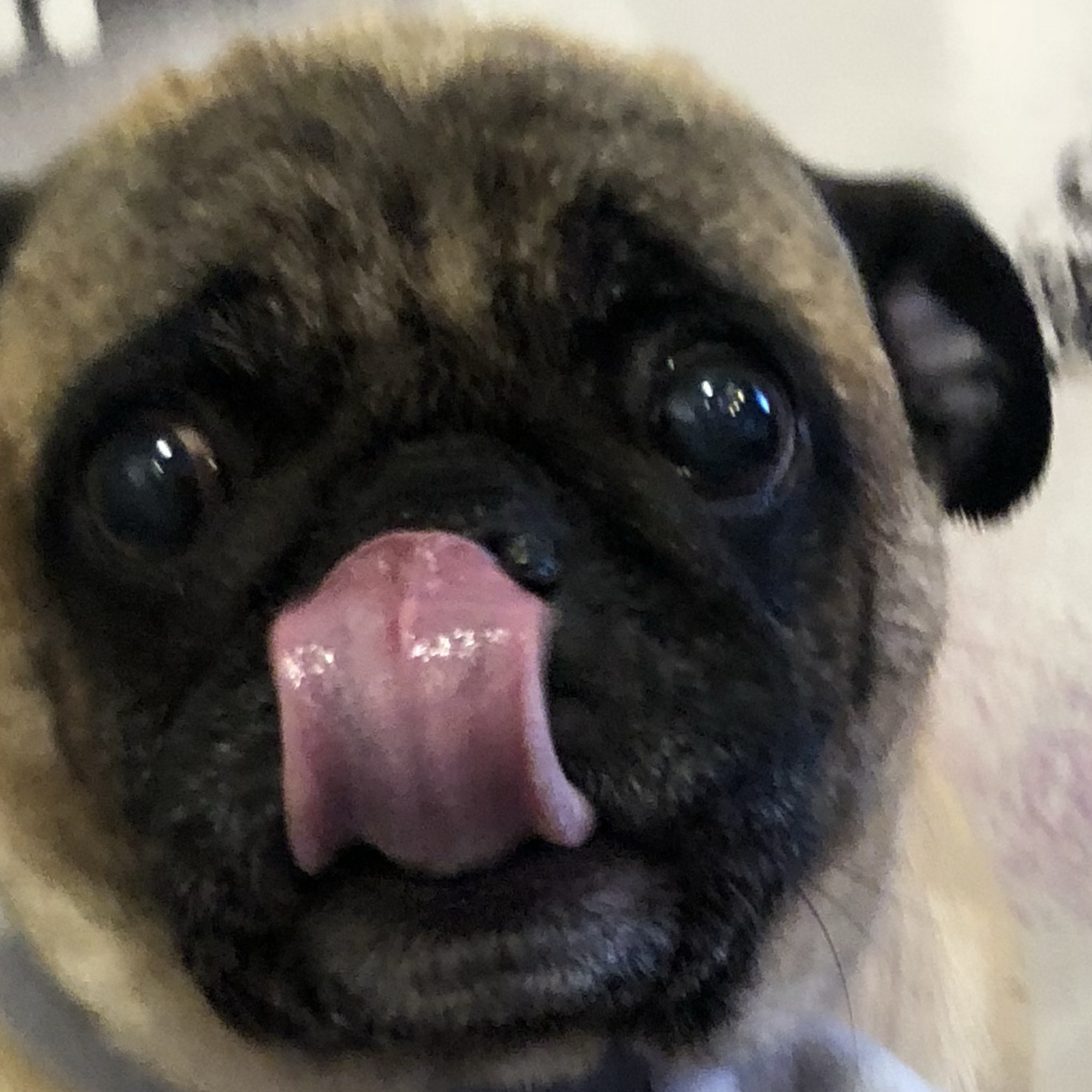 Barks & Bows Pet Spa Chillicothe