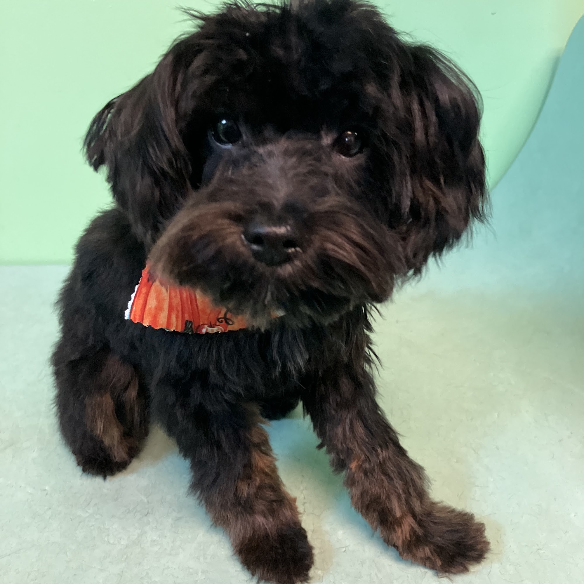 Lynns Ruff Cuts Chillicothe