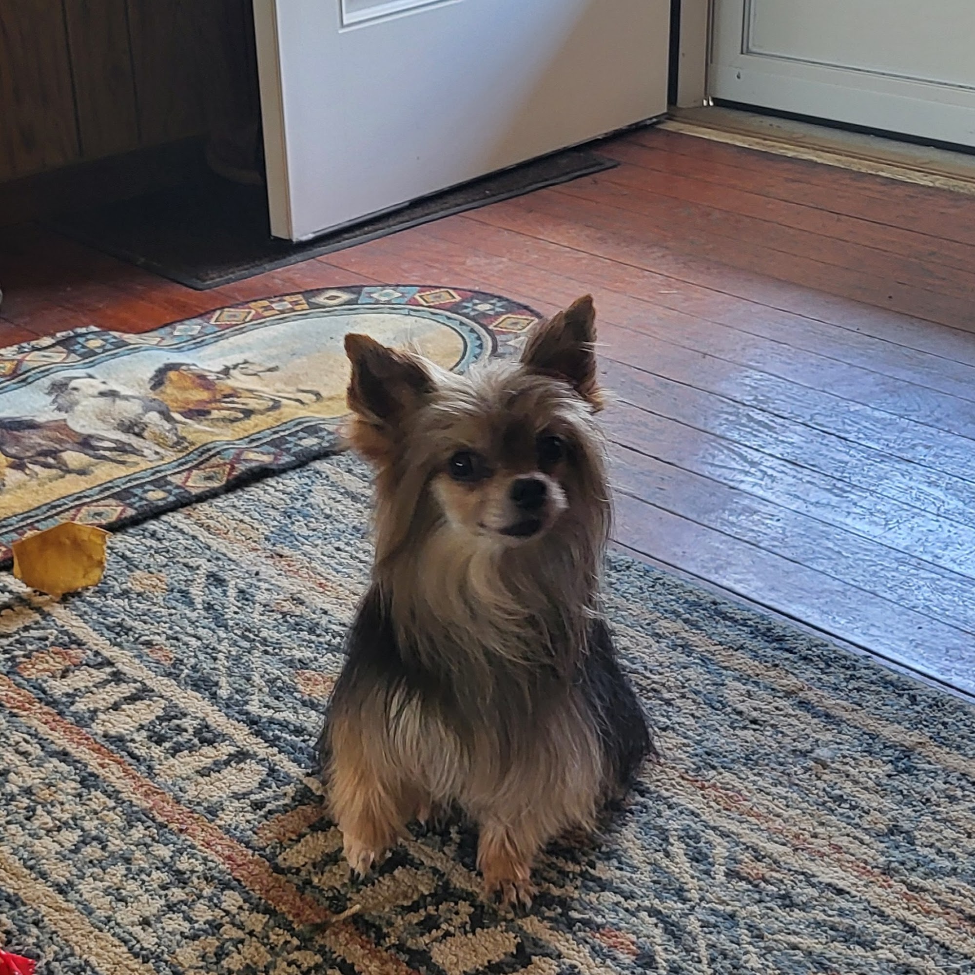 Jesse’s dog Grooming Chillicothe ohio Chillicothe