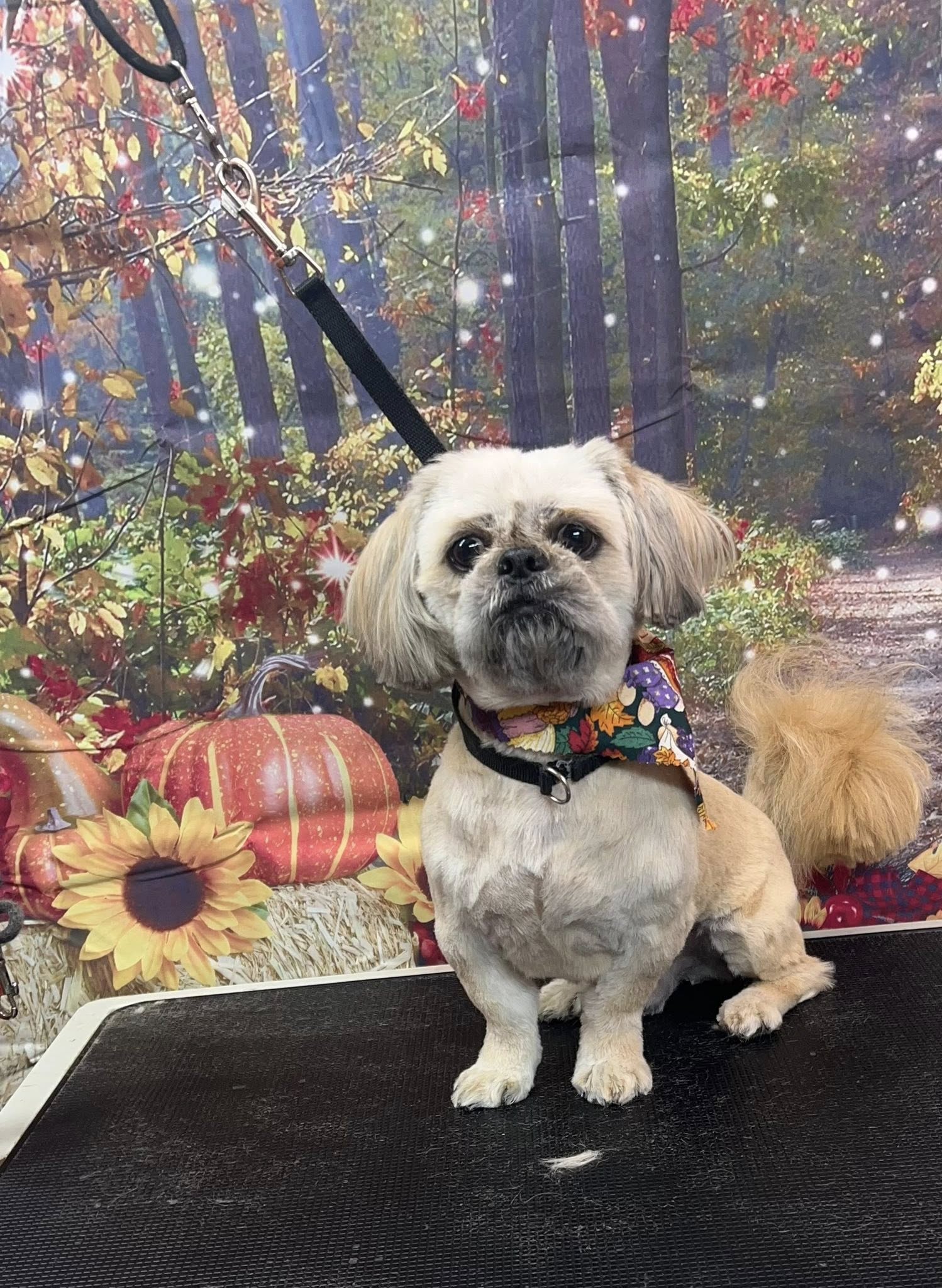 Jesse’s dog Grooming Chillicothe ohio Chillicothe