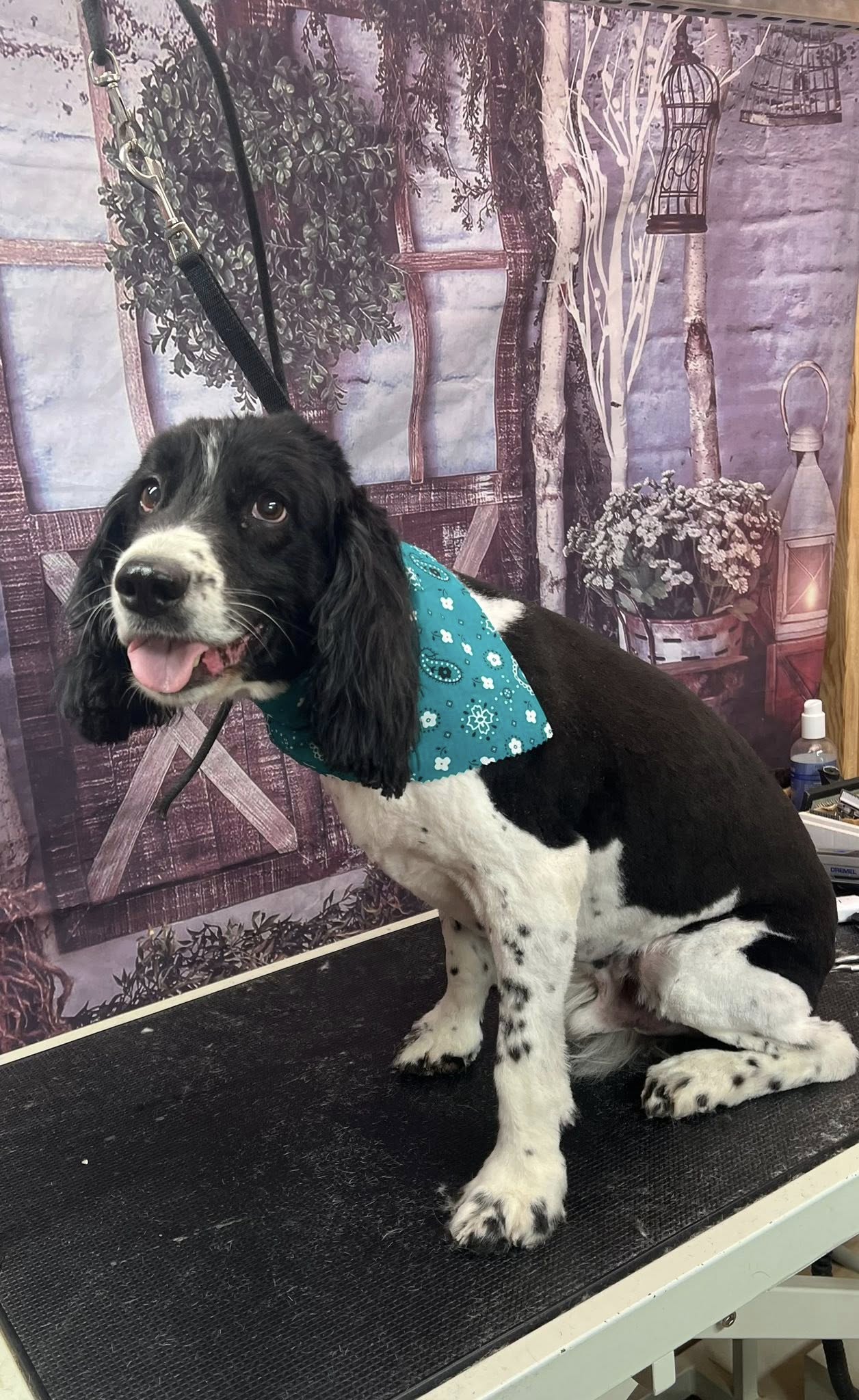 Jesse’s dog Grooming Chillicothe ohio Chillicothe