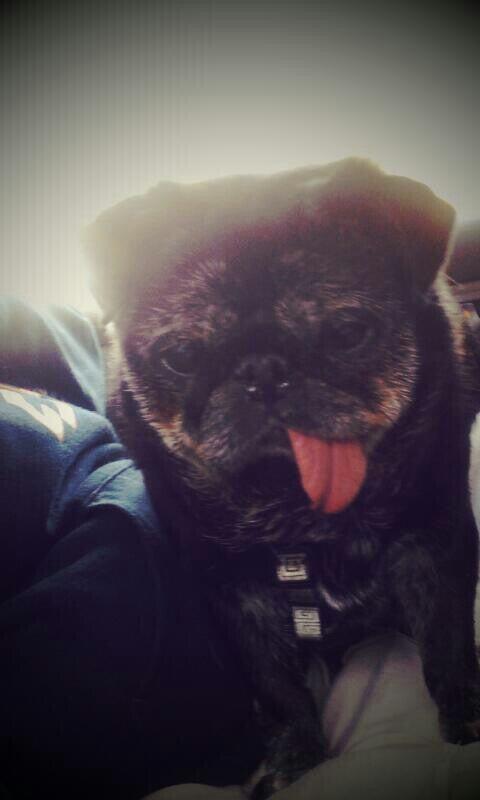 Anderson Township Family Pet Center Cincinnati