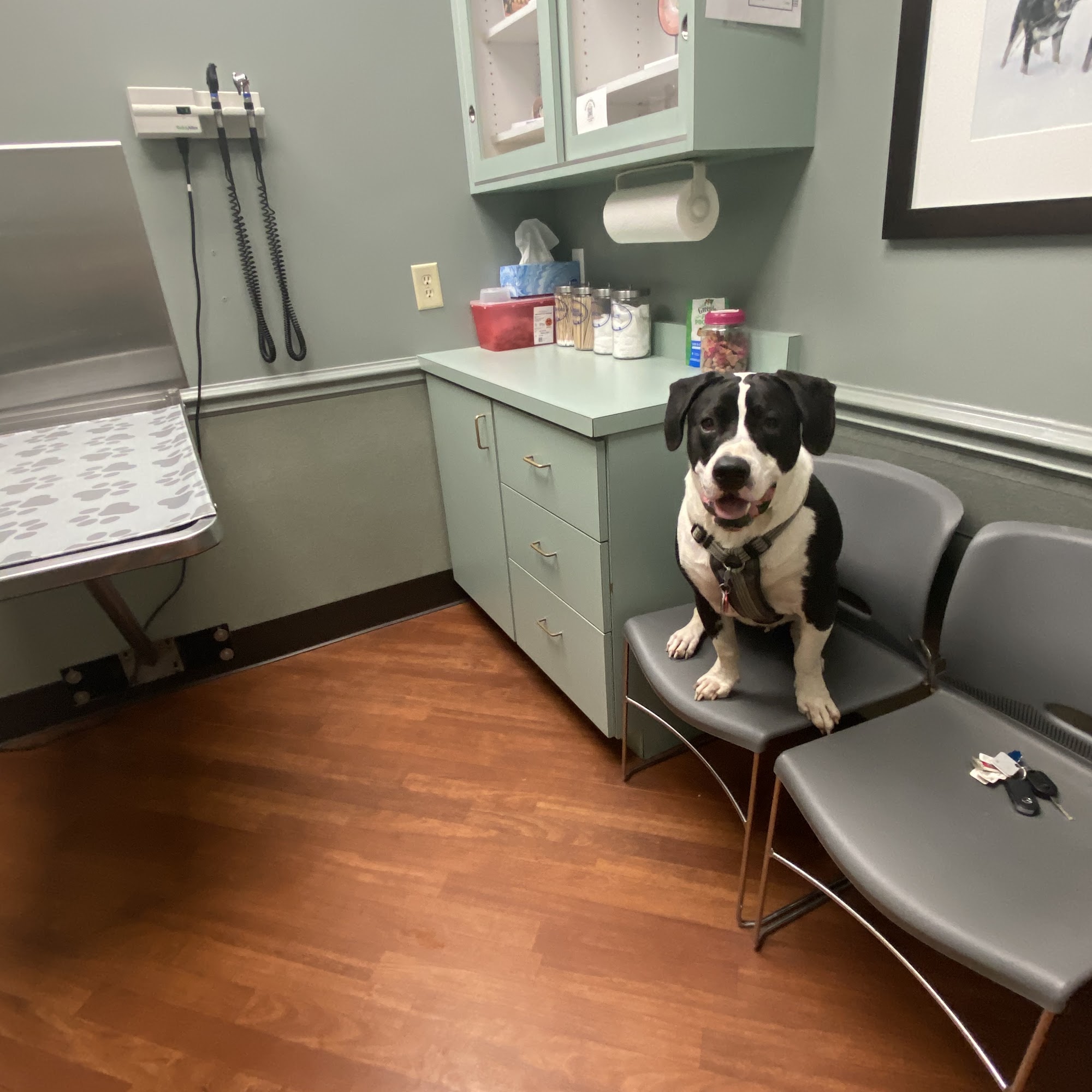 The Animal Hospital on Mt Lookout Square Cincinnati