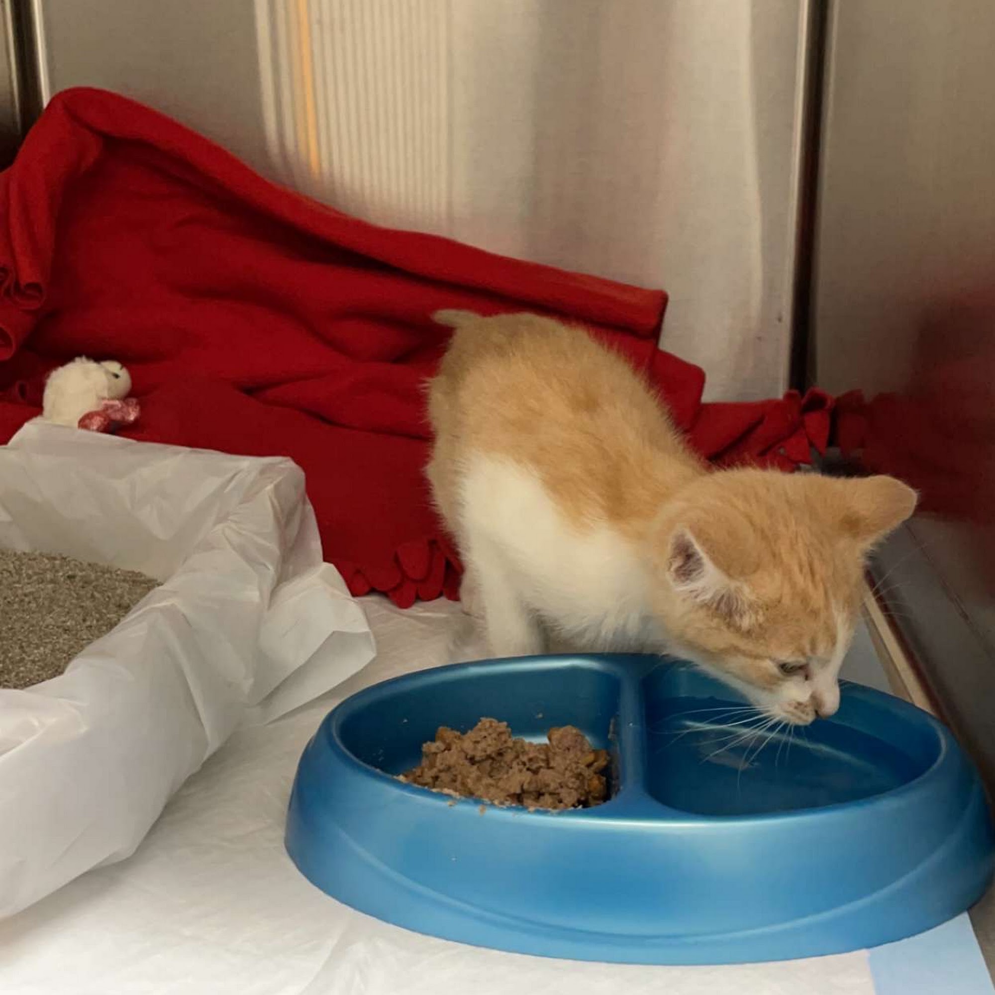 Hopewell Animal Hospital Cincinnati