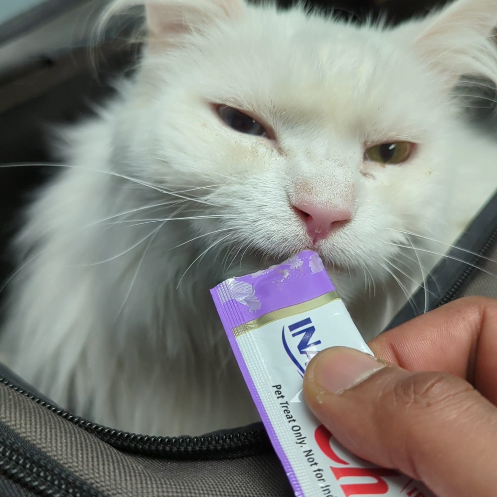 Pleasant Ridge Pet Hospital Cincinnati