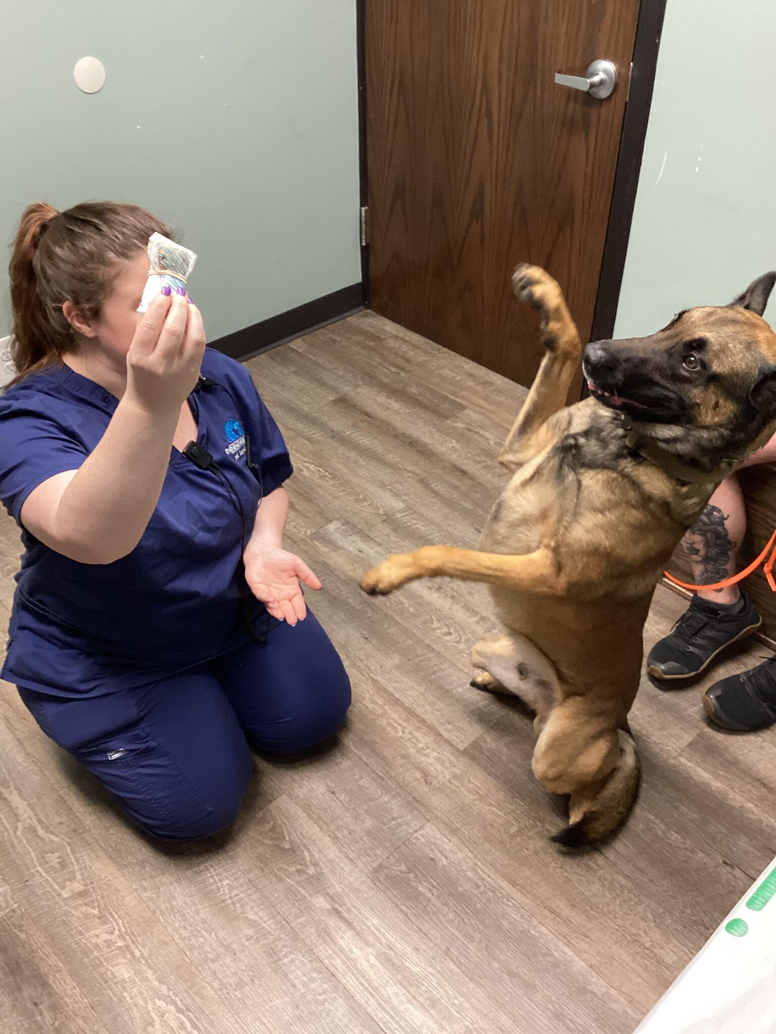 Evendale-Blue Ash Pet Hospital Cincinnati