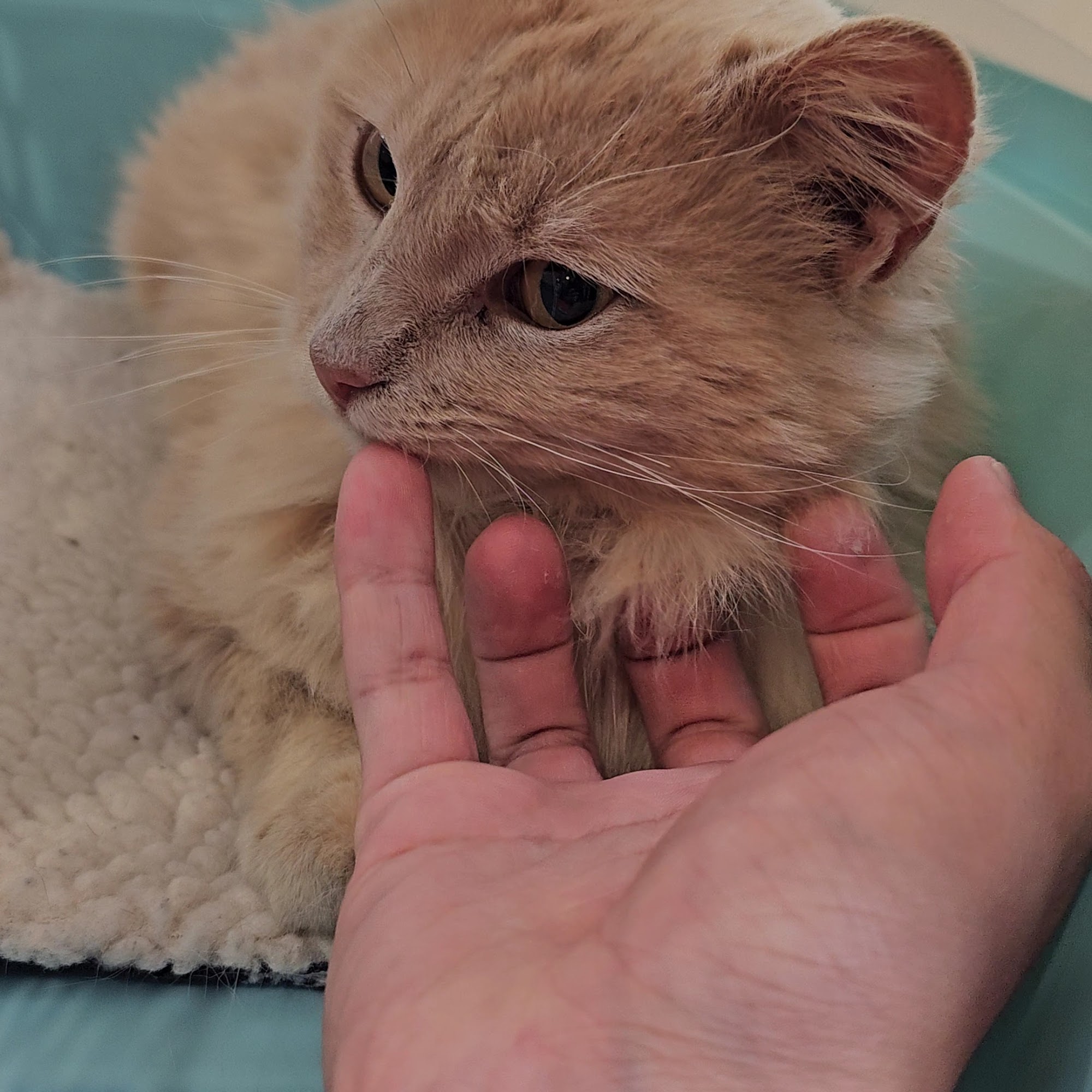 Ohio Alleycat Resource (OAR) & Spay/Neuter Clinic Cincinnati