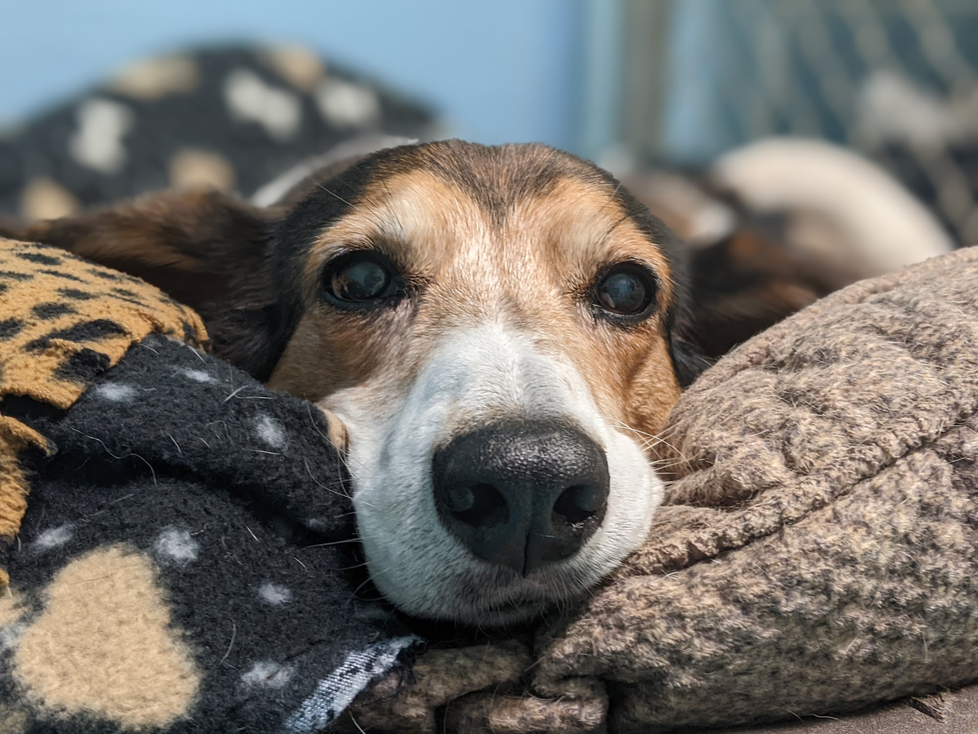 Save the Animals Foundation Cincinnati