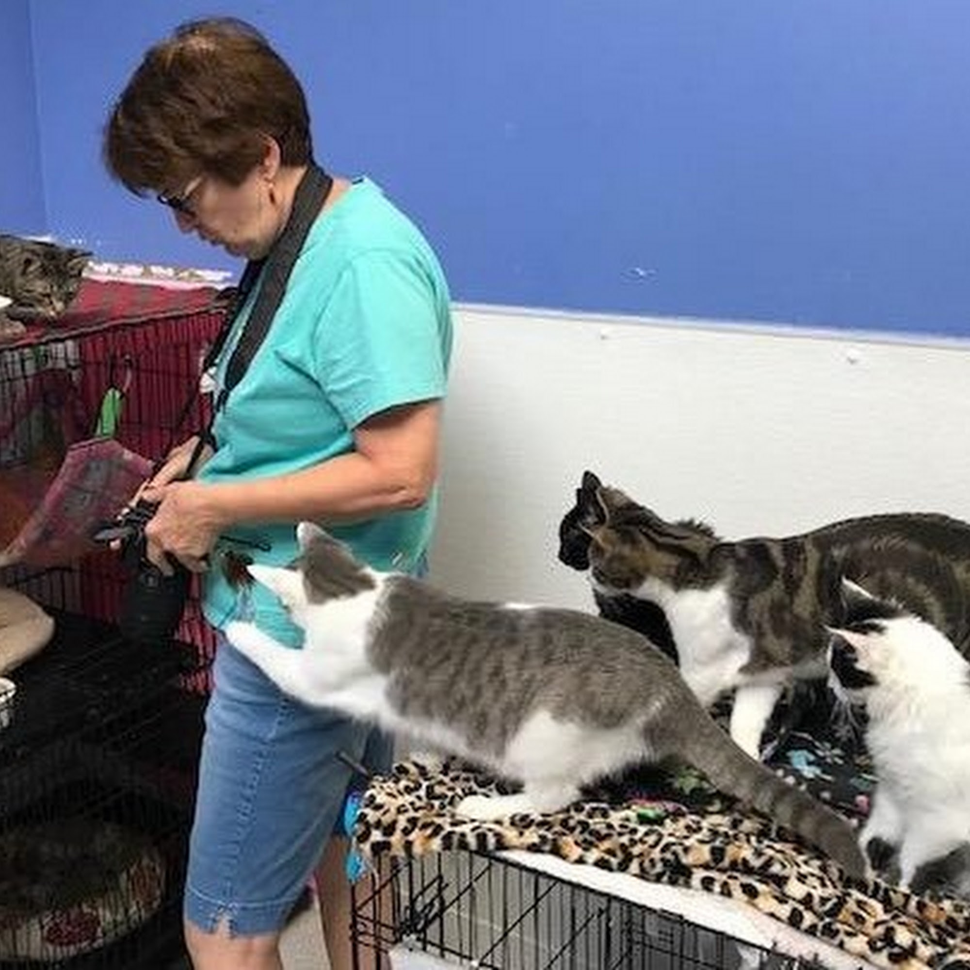 Save the Animals Foundation Cincinnati