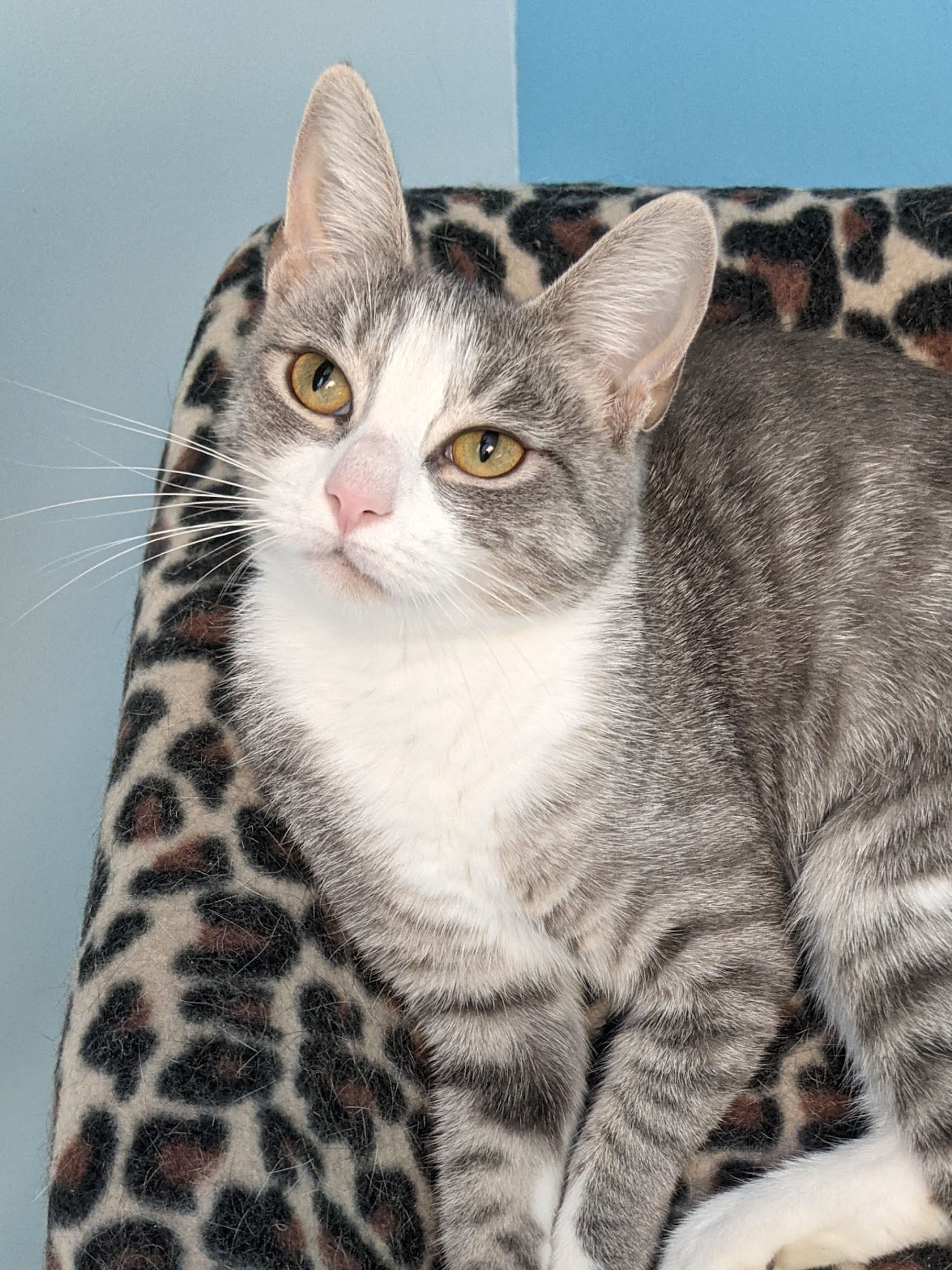 The Scratching Post Cincinnati