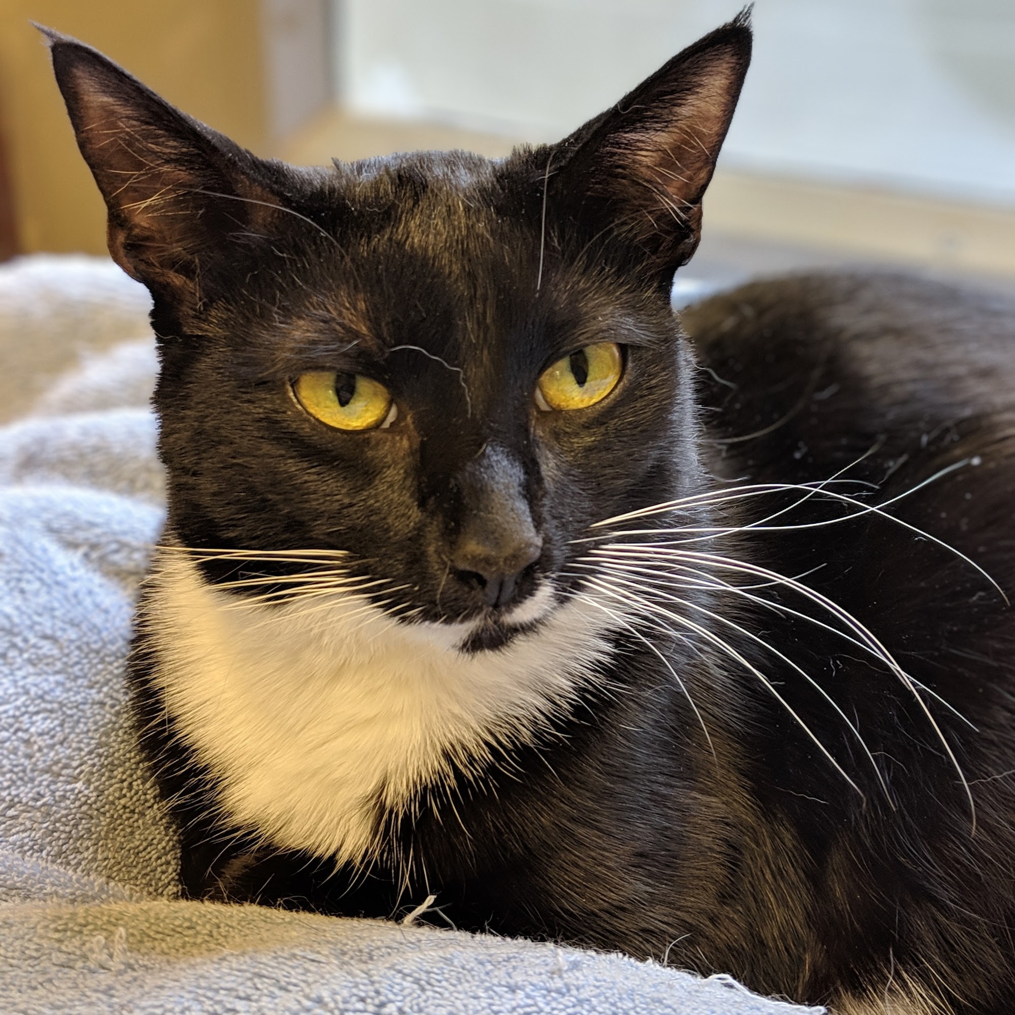 The Scratching Post Cincinnati