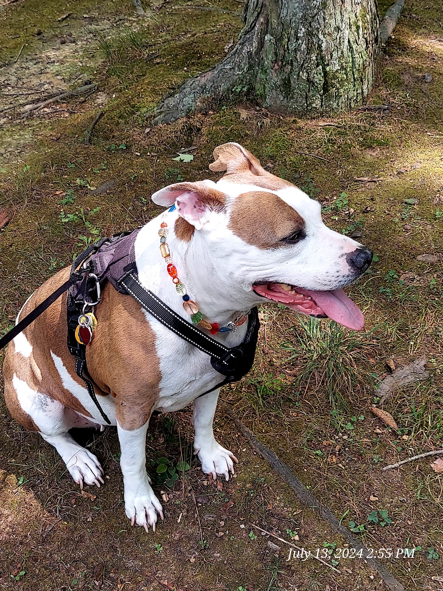 SPCA Cincinnati Cincinnati