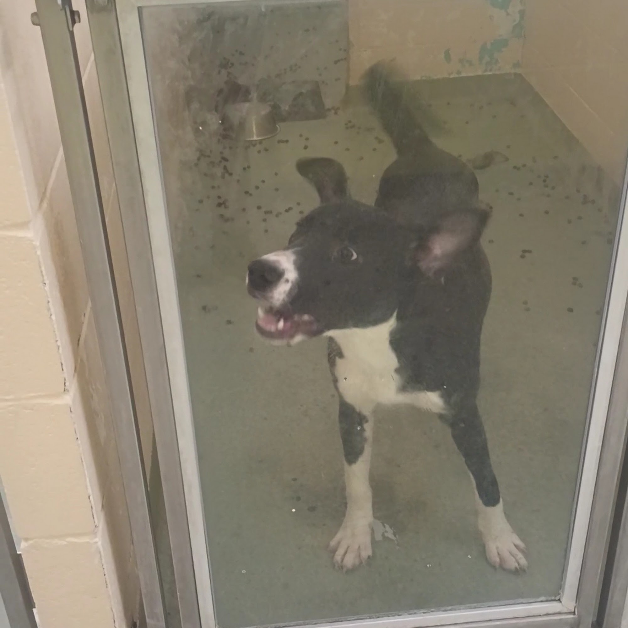 SPCA Cincinnati Cincinnati