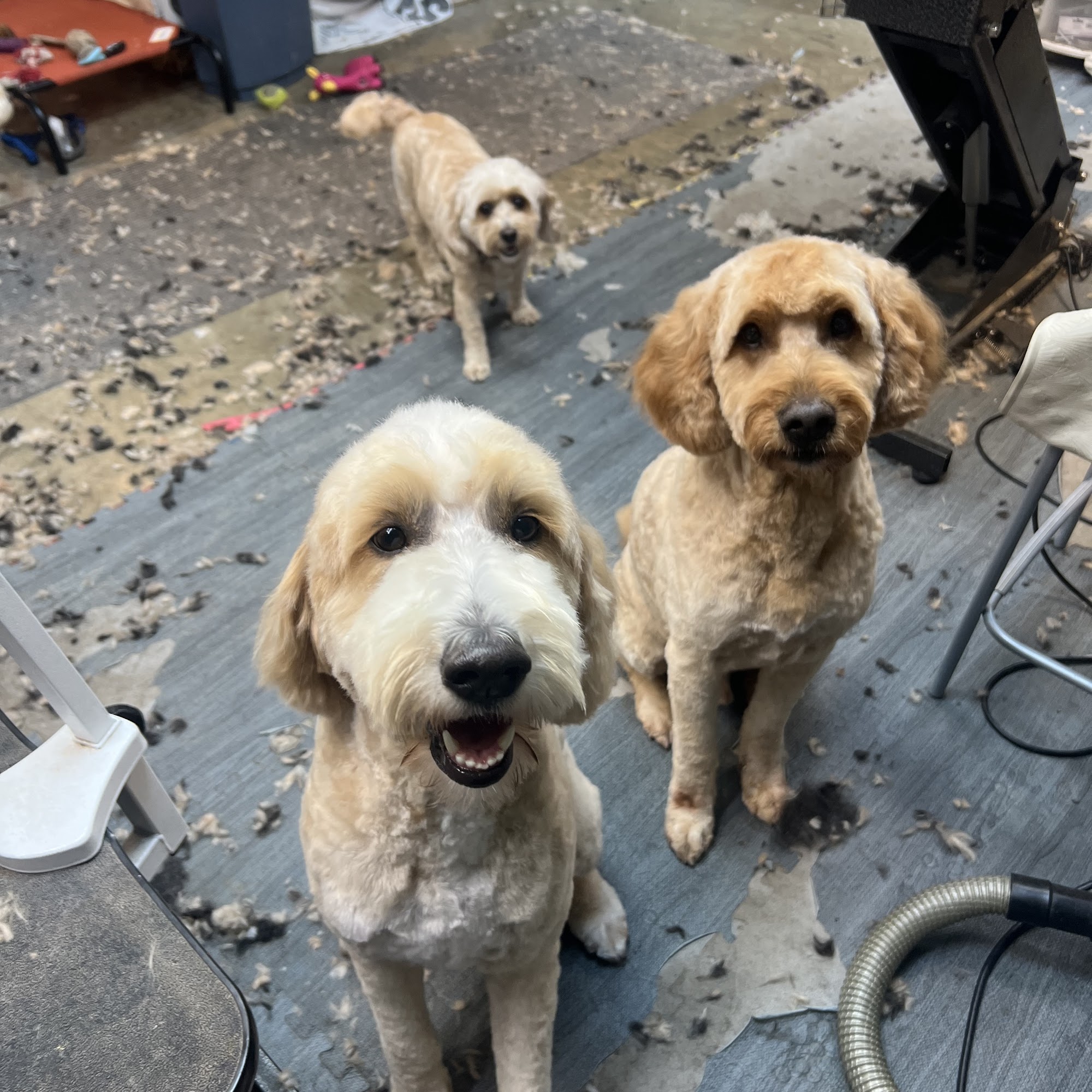 Bonnie's Wags & Whiskers Cincinnati