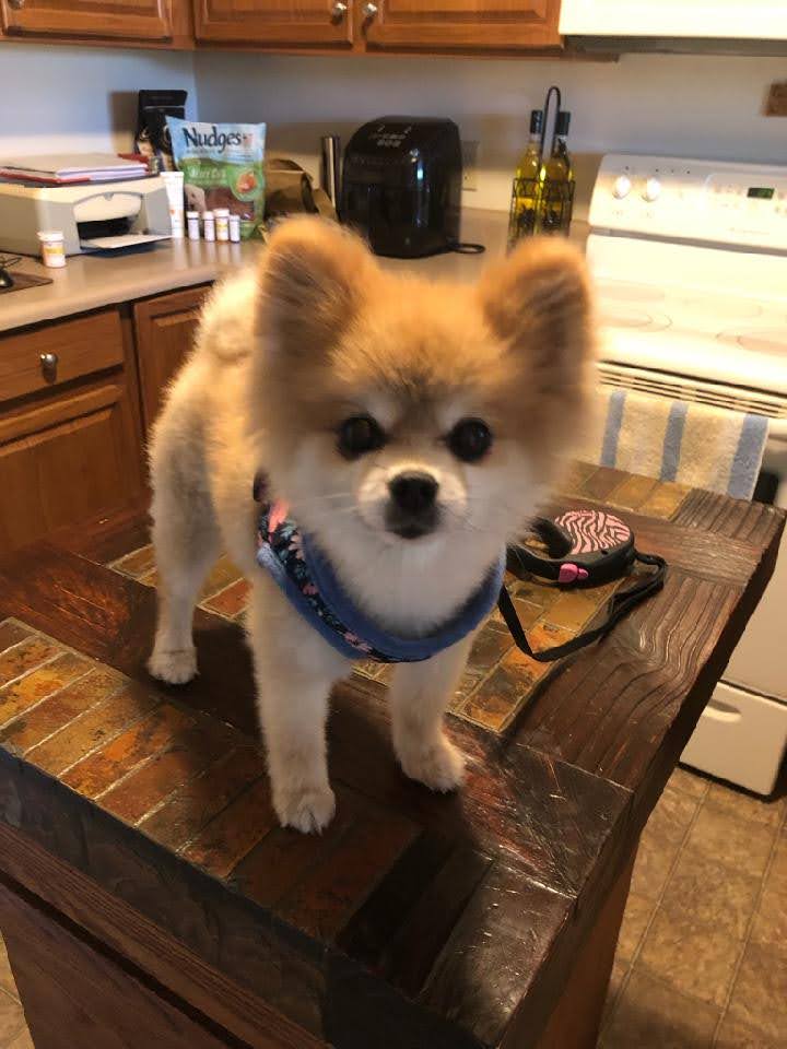 Bonnie's Wags & Whiskers Cincinnati