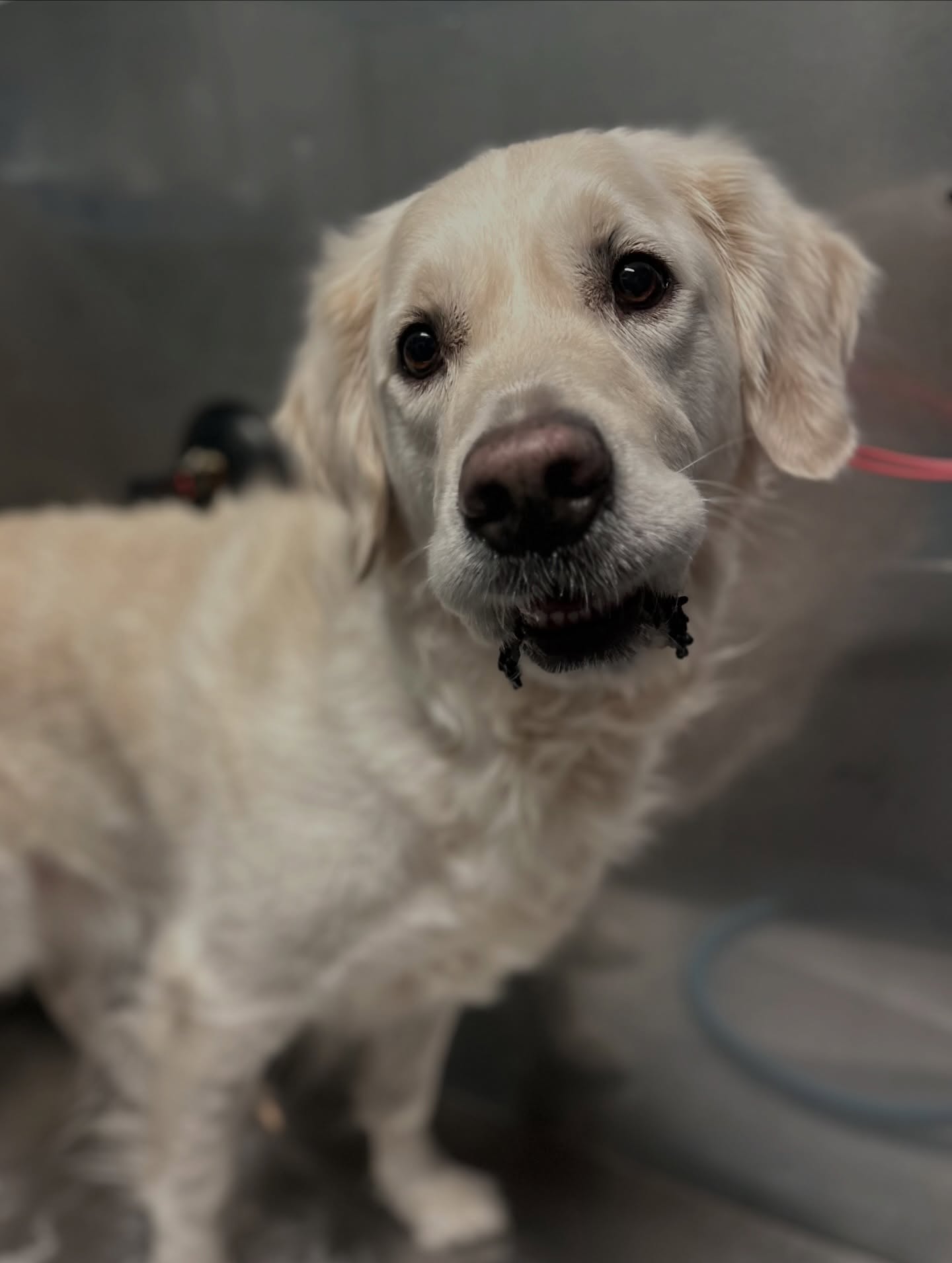 Wüf Pet Spa OTR Cincinnati